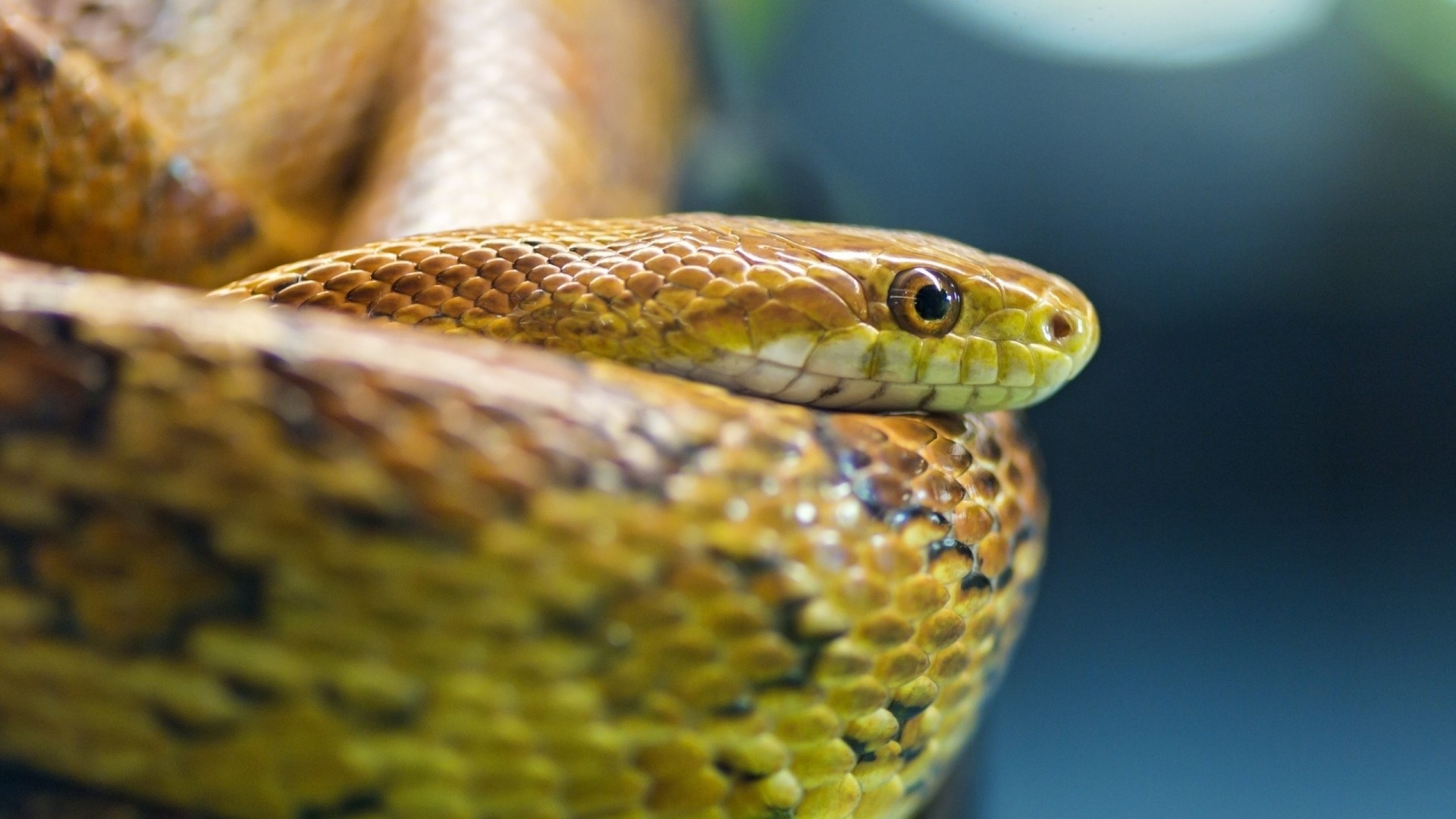 Serpente, Squame dorate, Occhio, Macro, Full HD 1080p, sfondo desktop