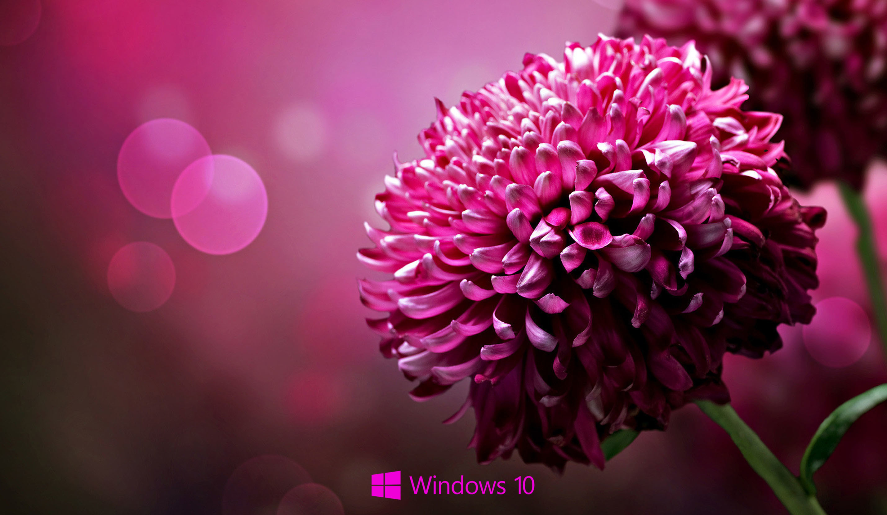 Windows 10, Dalia, Fiore rosa, Bokeh, 2K, sfondo per PC