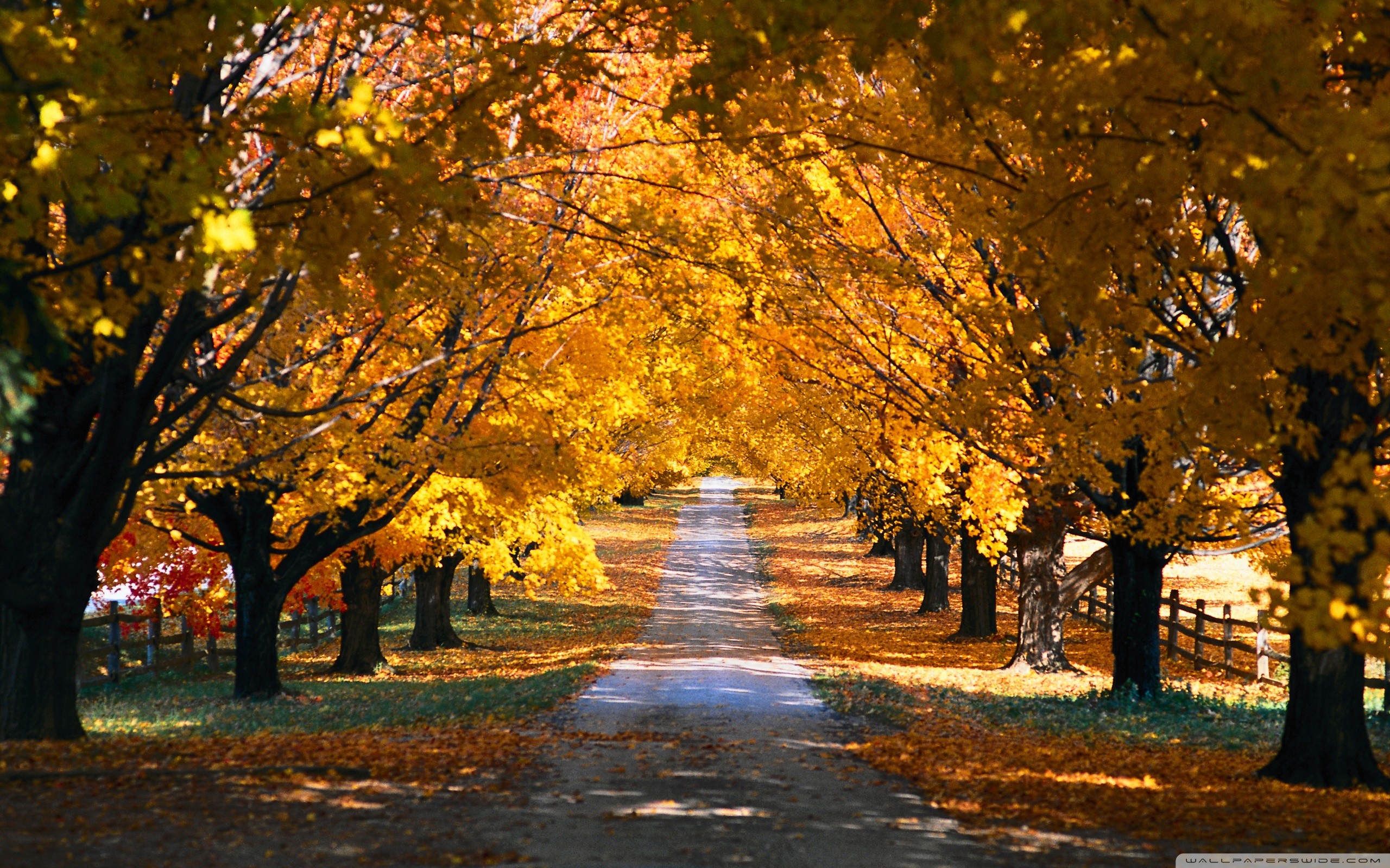 Viale alberato, Autunno, Foglie gialle, Strada, 2560x1600, sfondo per PC