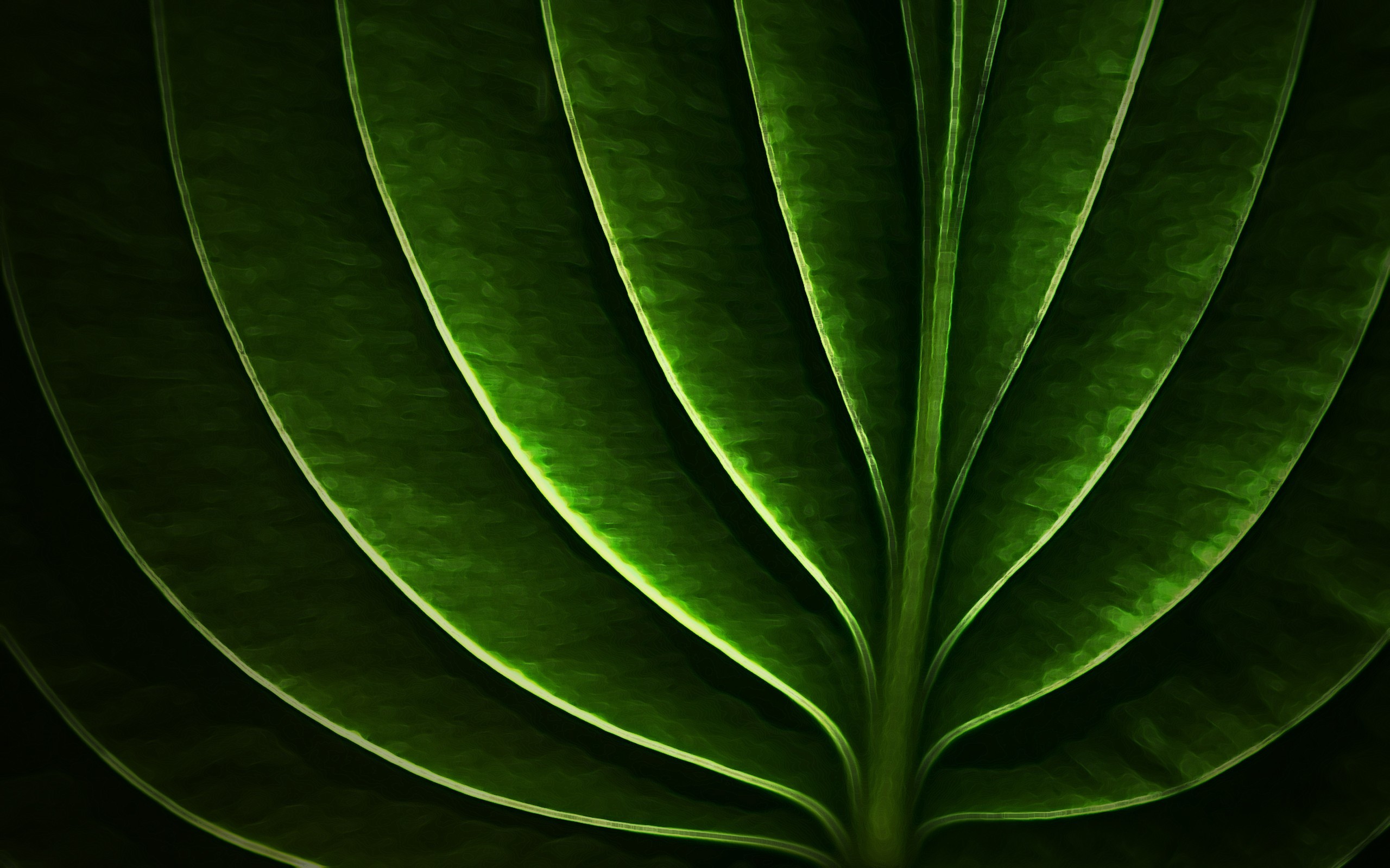 Foglia, Venature, Verde scuro, 2560x1600, immagine di sfondo