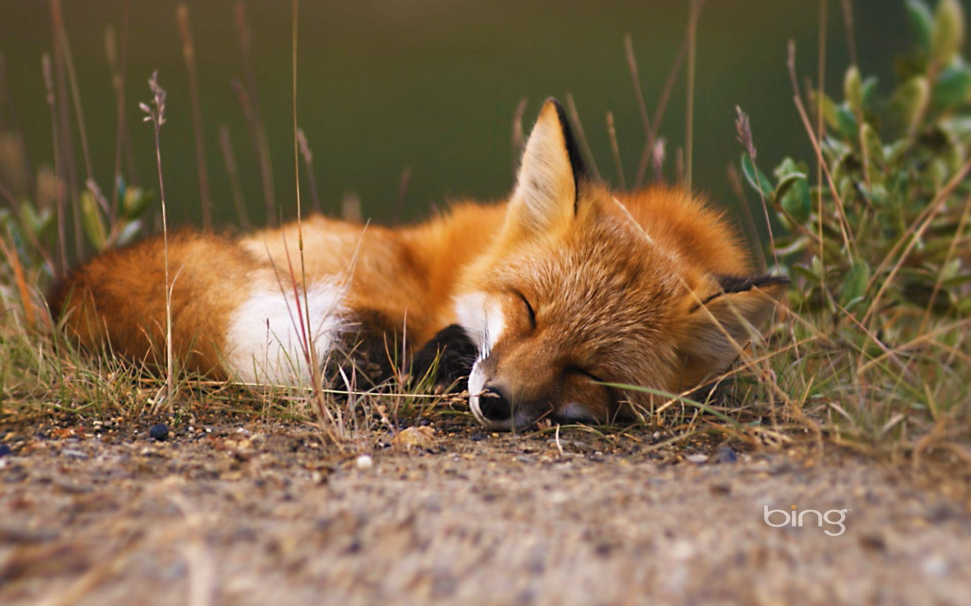 Volpe rossa, Sonno, Prato, Full HD, sfondo per PC