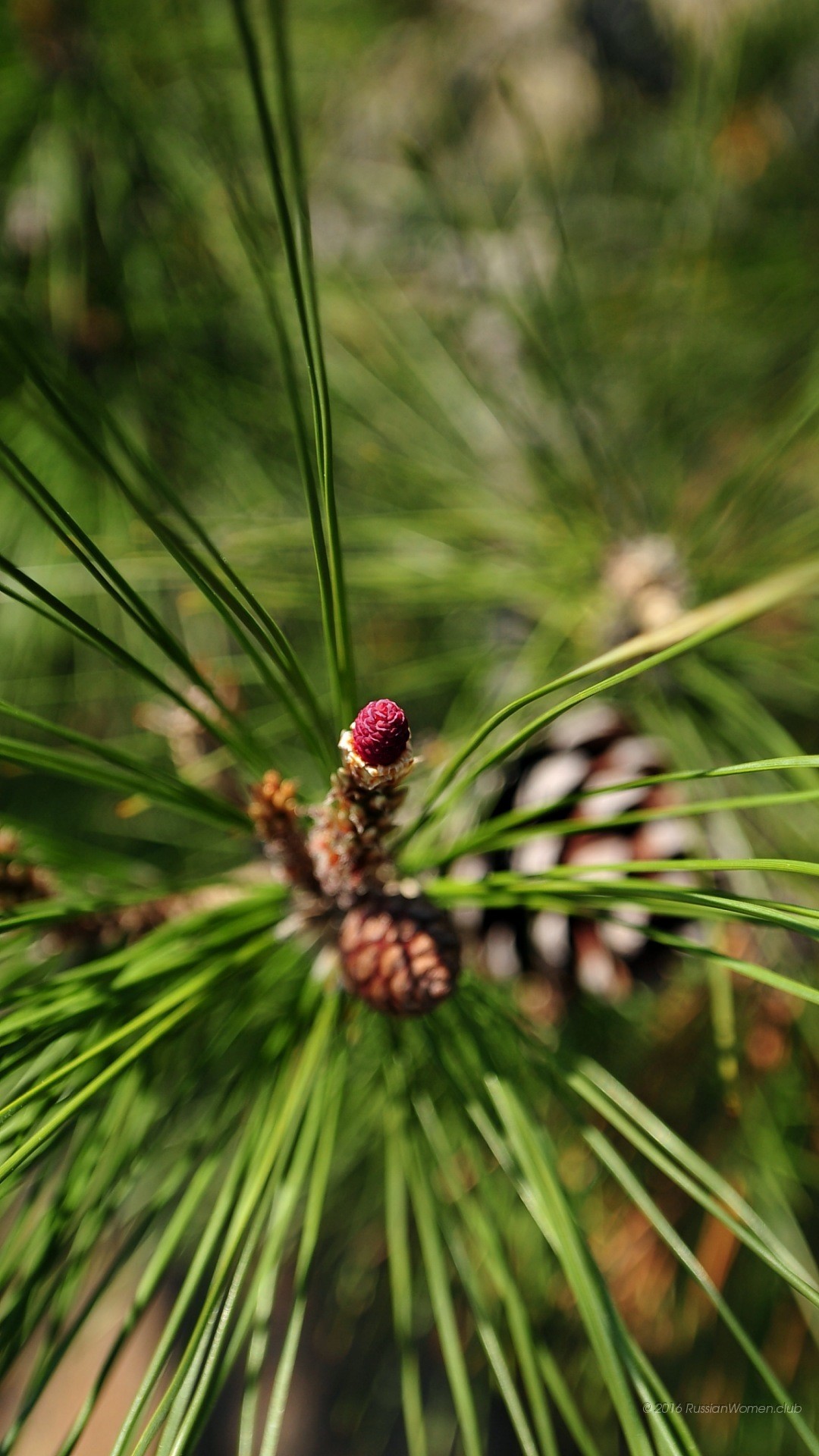 Pino, Pigna, Aghi di pino, Macro, Full HD, wallpaper per smartphone
