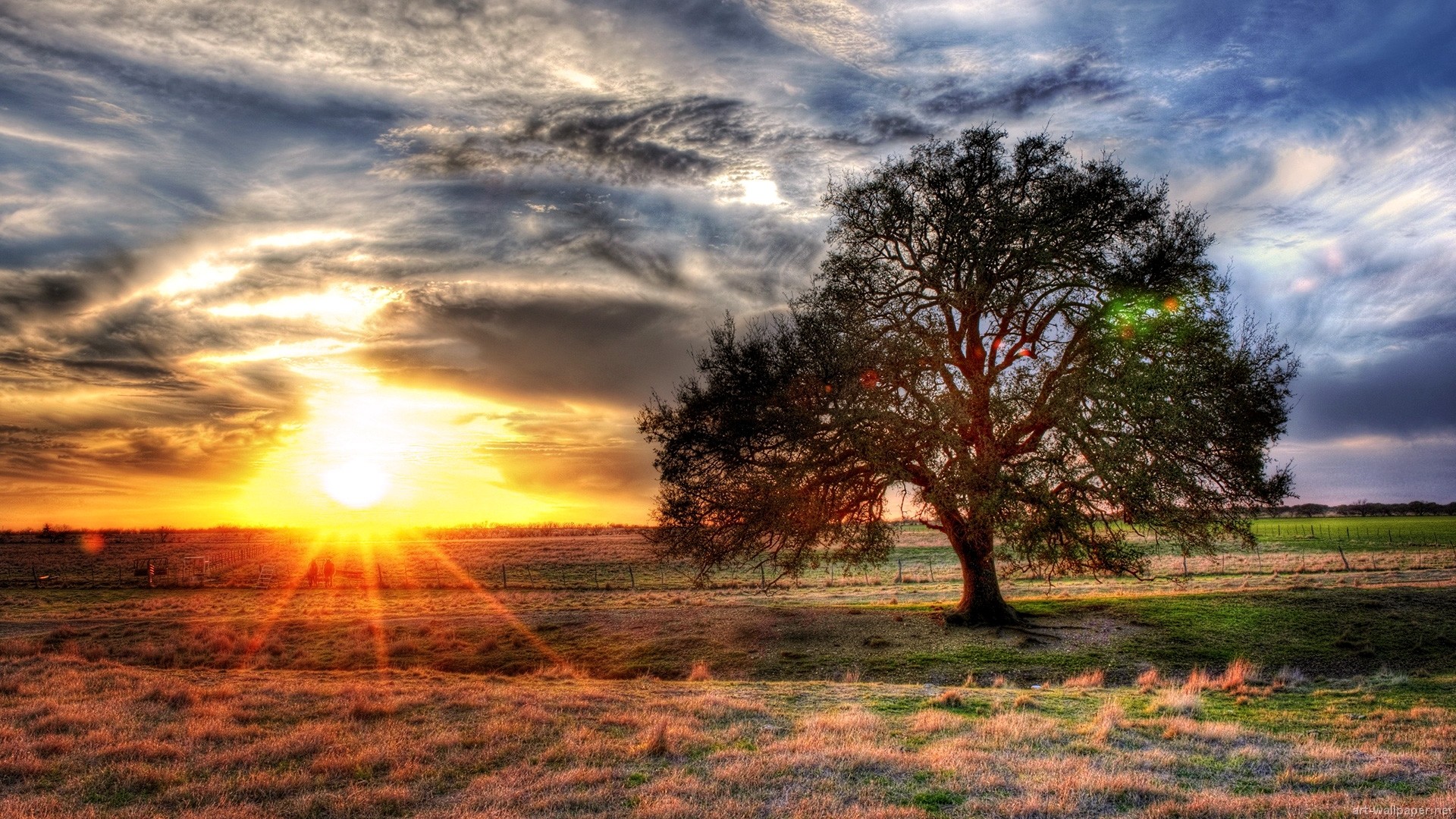 Albero solitario, Tramonto, Prato, HDR, Full HD, sfondo Windows 11
