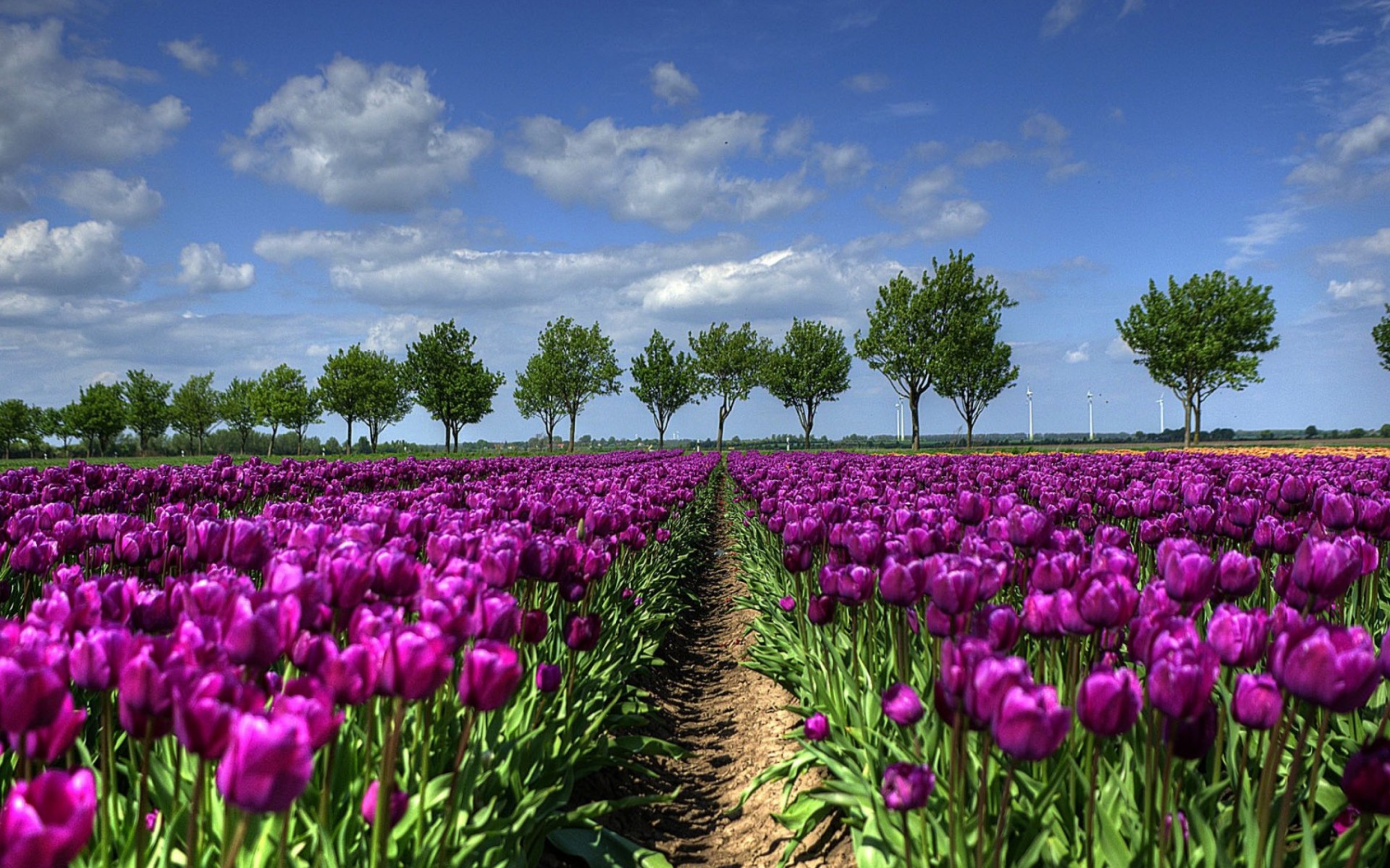 Campo di tulipani, Tulipani viola, Alberi, Paesi Bassi, Cielo, Full HD, sfondo per PC