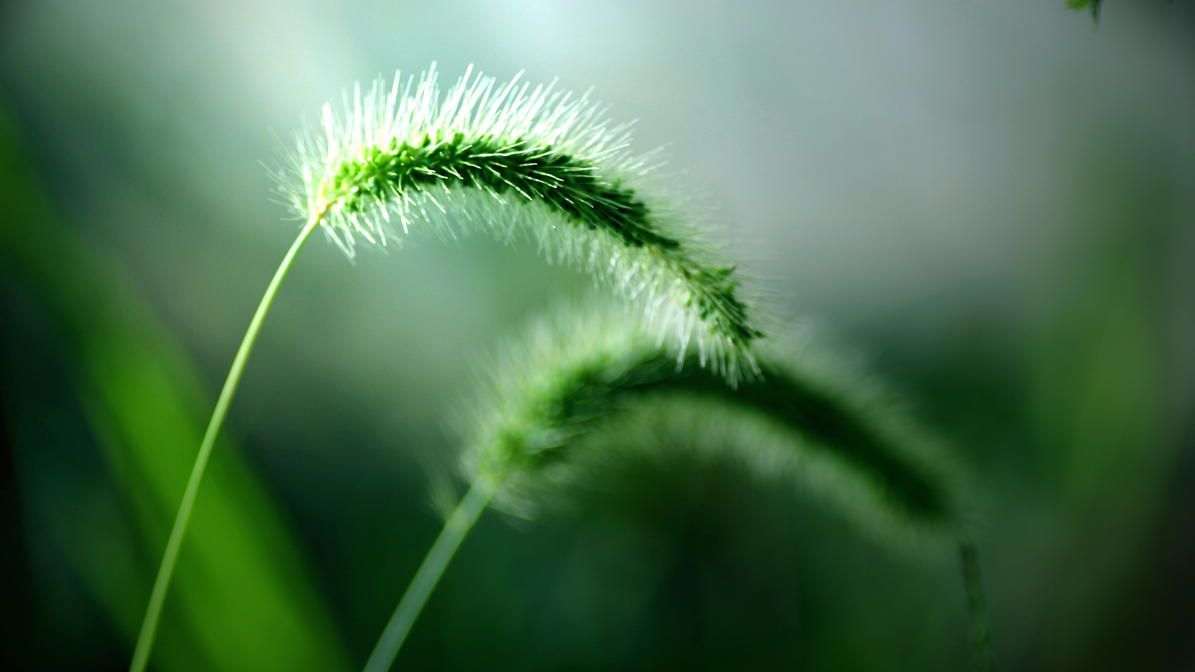 Spiga d'erba, Macro, Verde, 4K, sfondo per desktop