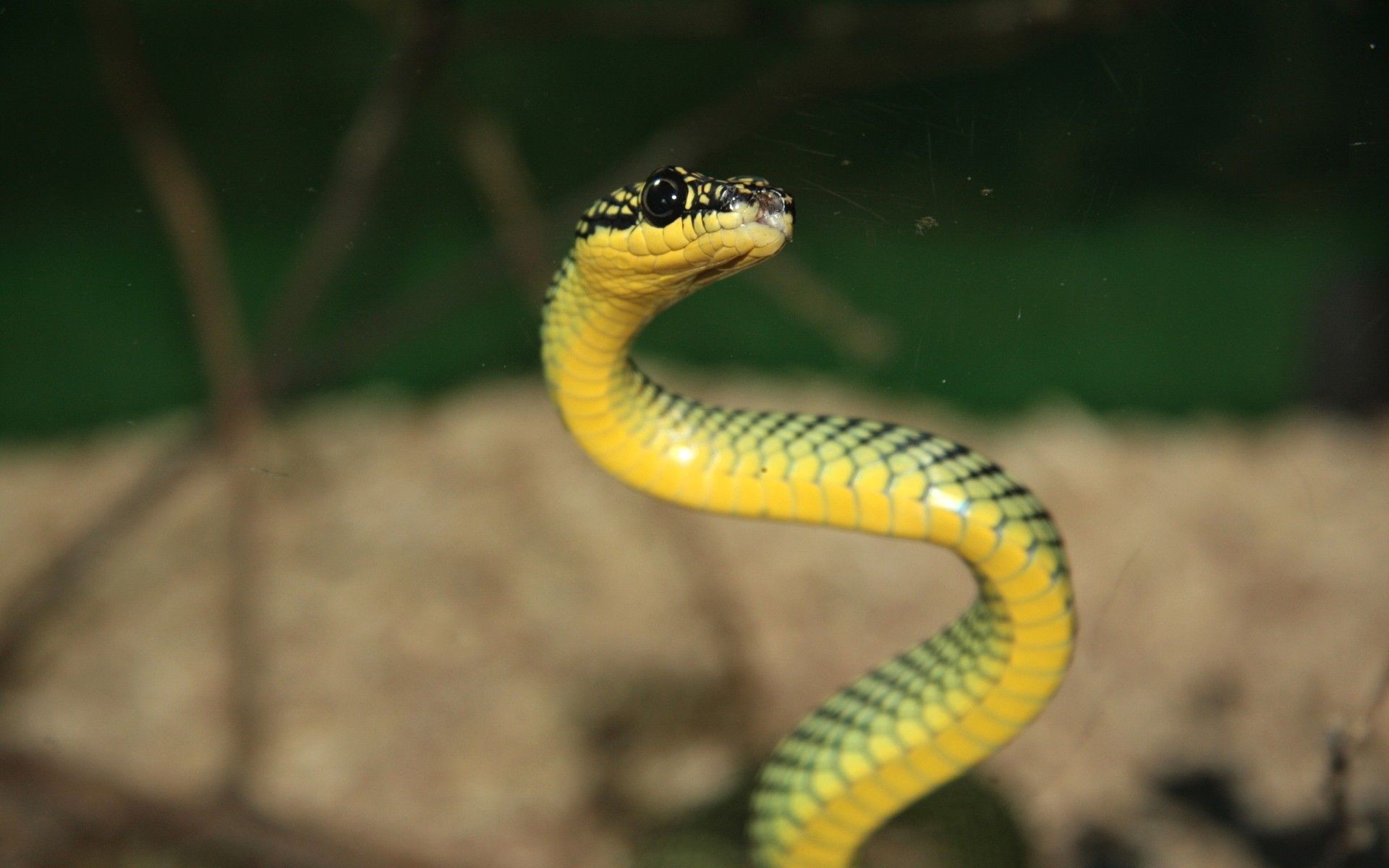 Serpente arboricolo, Giallo, Verde, Rettile, 1920x1200, sfondo MacBook Pro