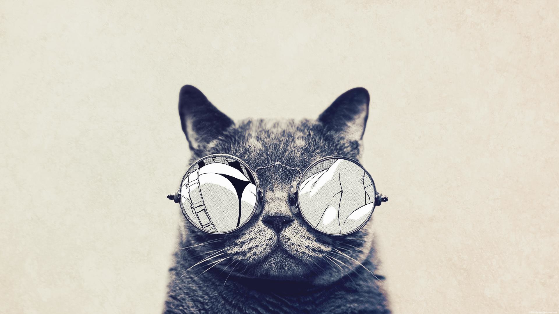Gatto, Occhiali rotondi, Illustrazione, Umorismo, 1920x1080, immagine di sfondo