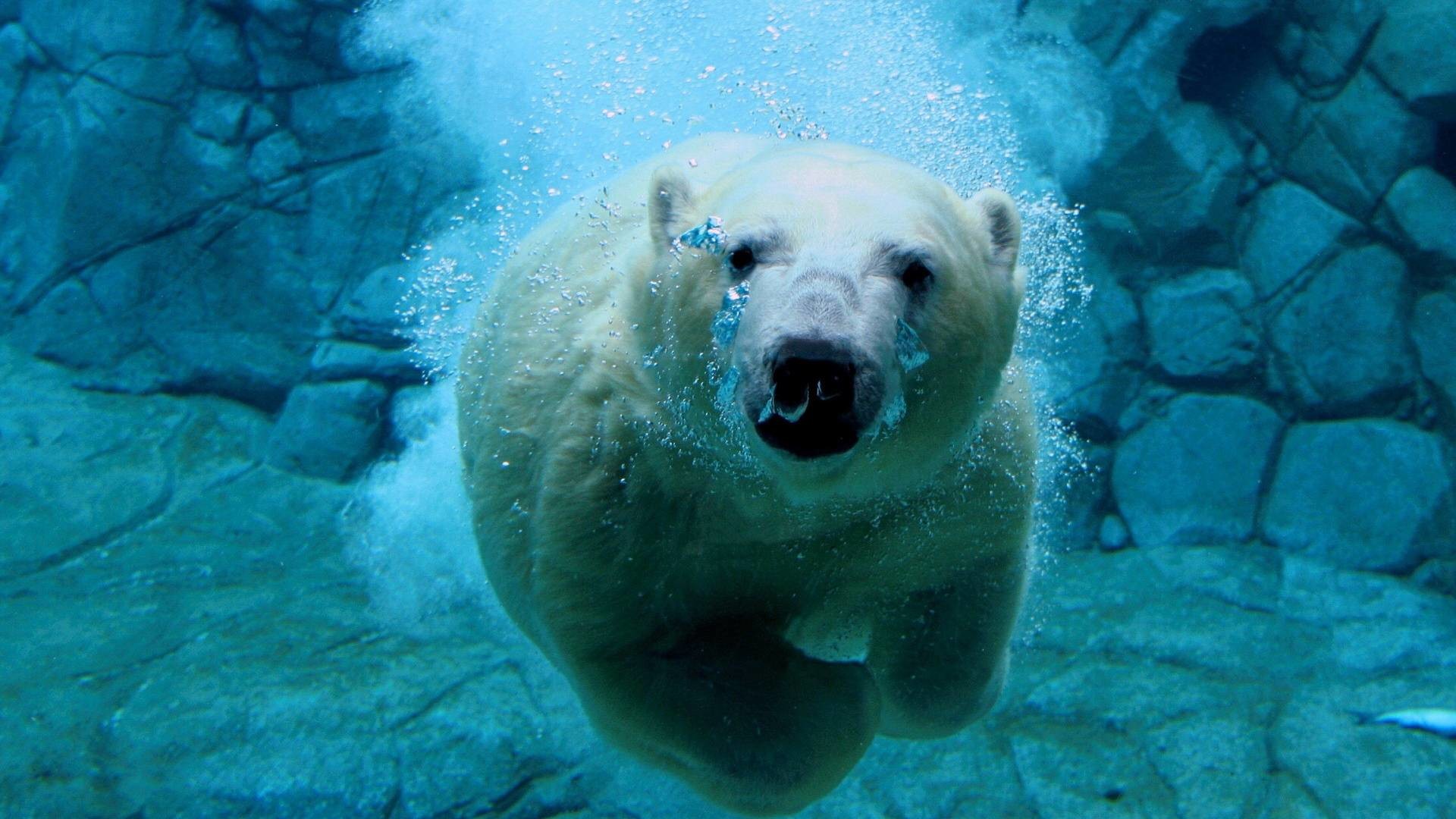Orso polare, Nuoto, Bolle, Zoo, Full HD, sfondo per PC