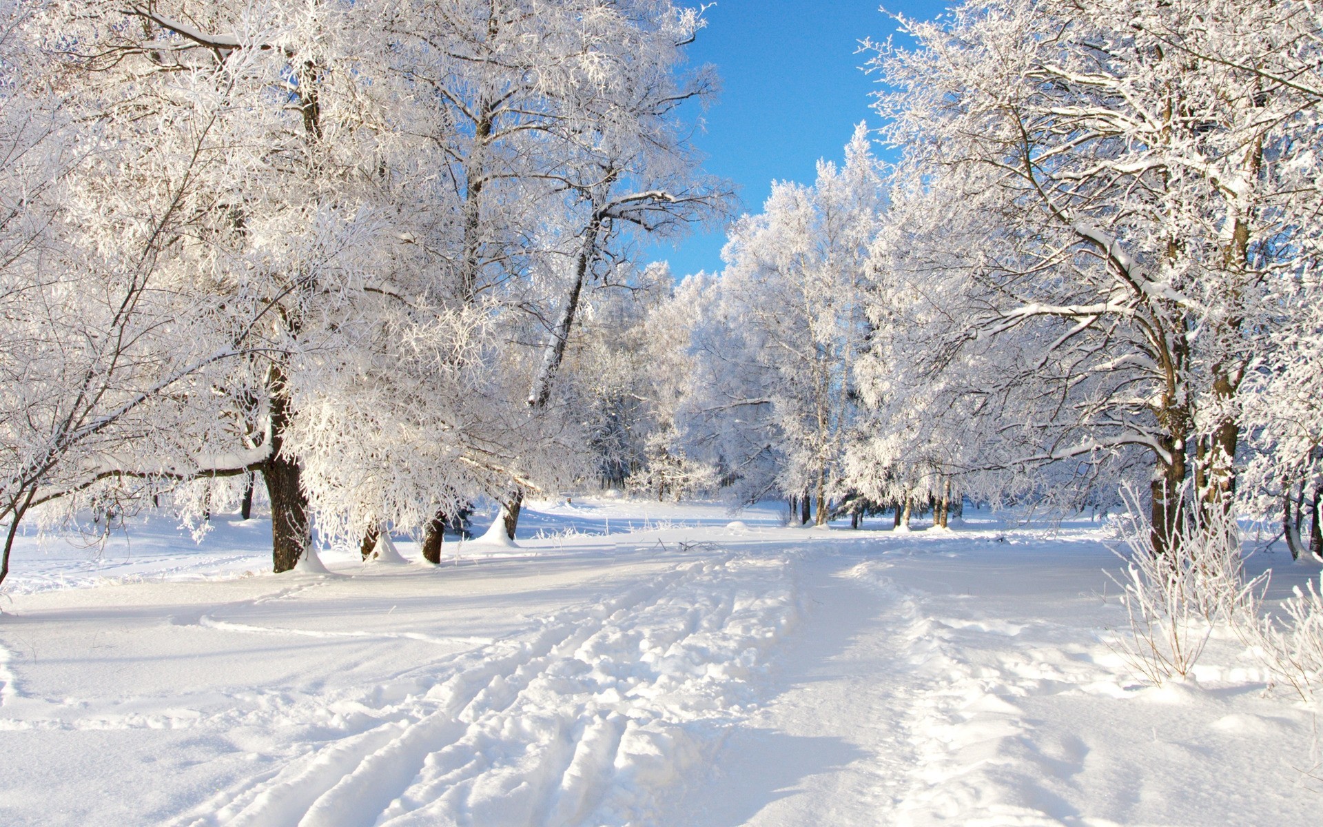 Alberi innevati, Parco, Neve, Cielo azzurro, 1920x1200, sfondo per PC