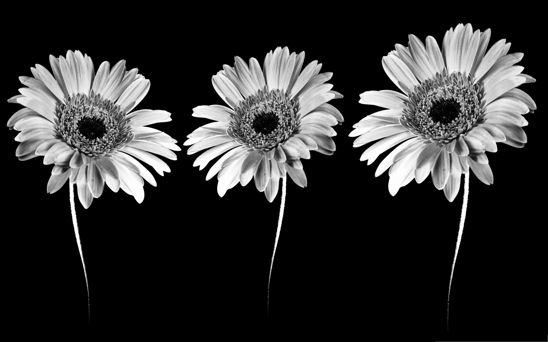 Gerbere, Fiori, Sfondo nero, Monocromatico, 16:10 Full HD, wallpaper widescreen
