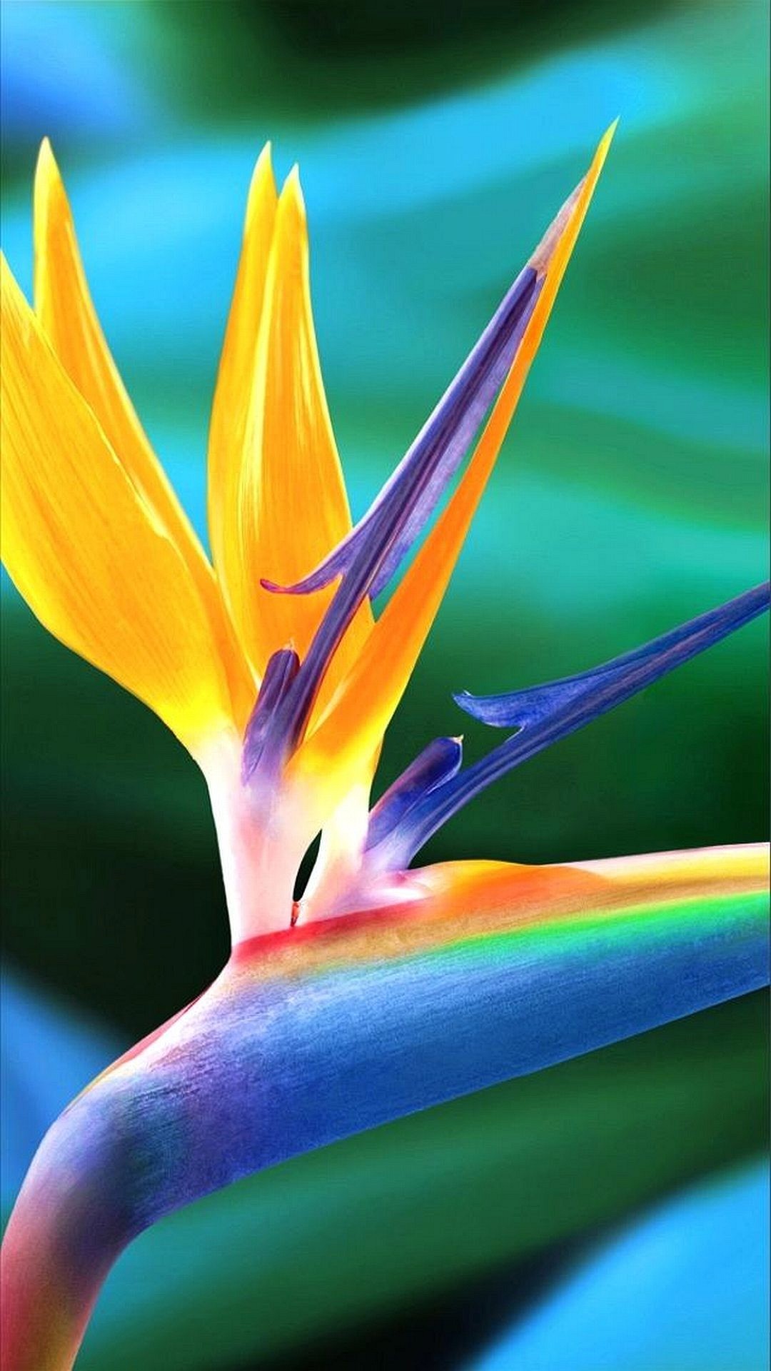 Strelitzia, Uccello del paradiso, Fiore, Macro, wallpaper iPhone 5S