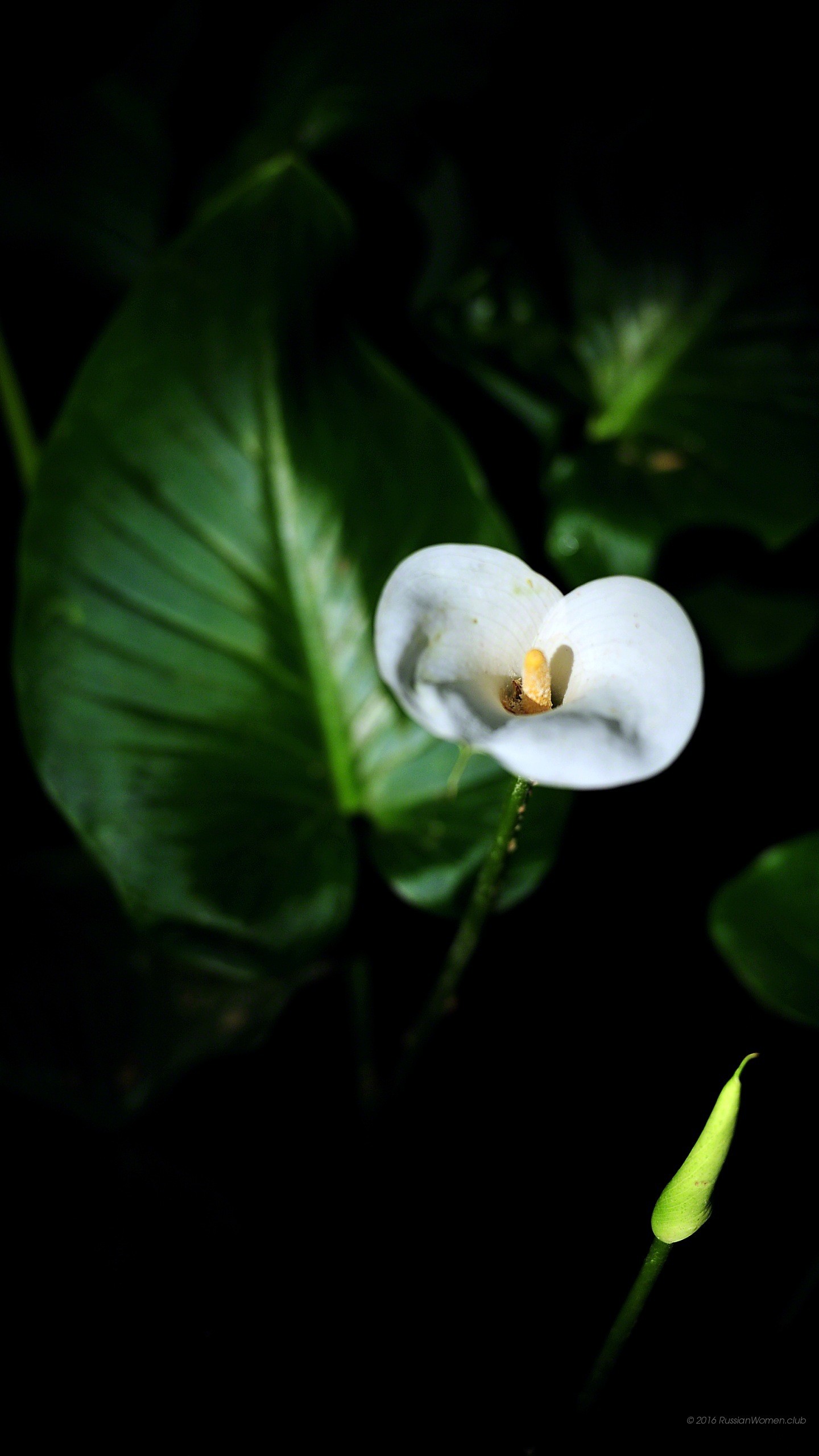 Calla, Fiore bianco, Foglie, Sfondo nero, schermata di blocco Galaxy S7