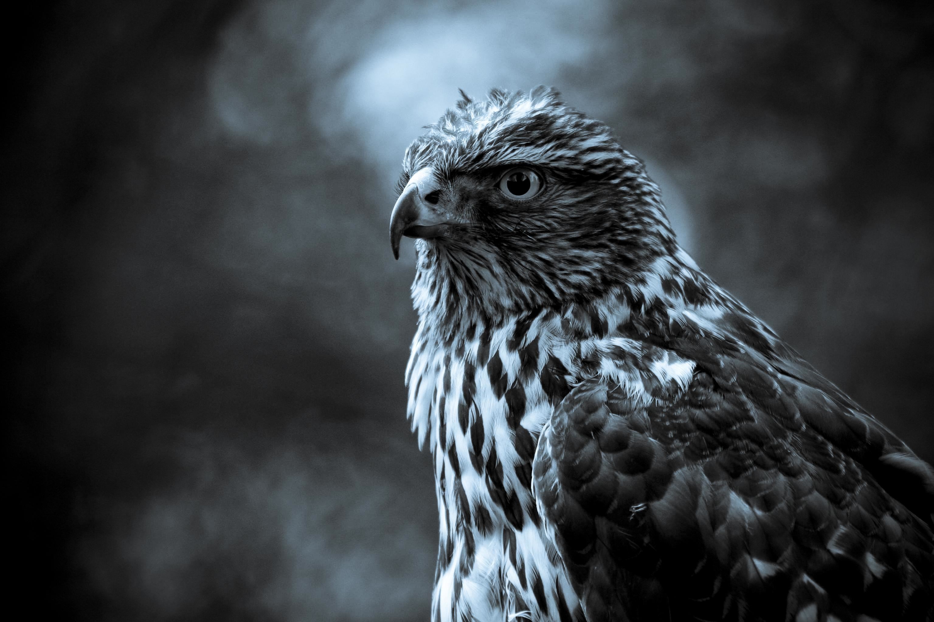 Falco, Rapace, Bianco e nero, Piume, 2K, sfondo per portatile
