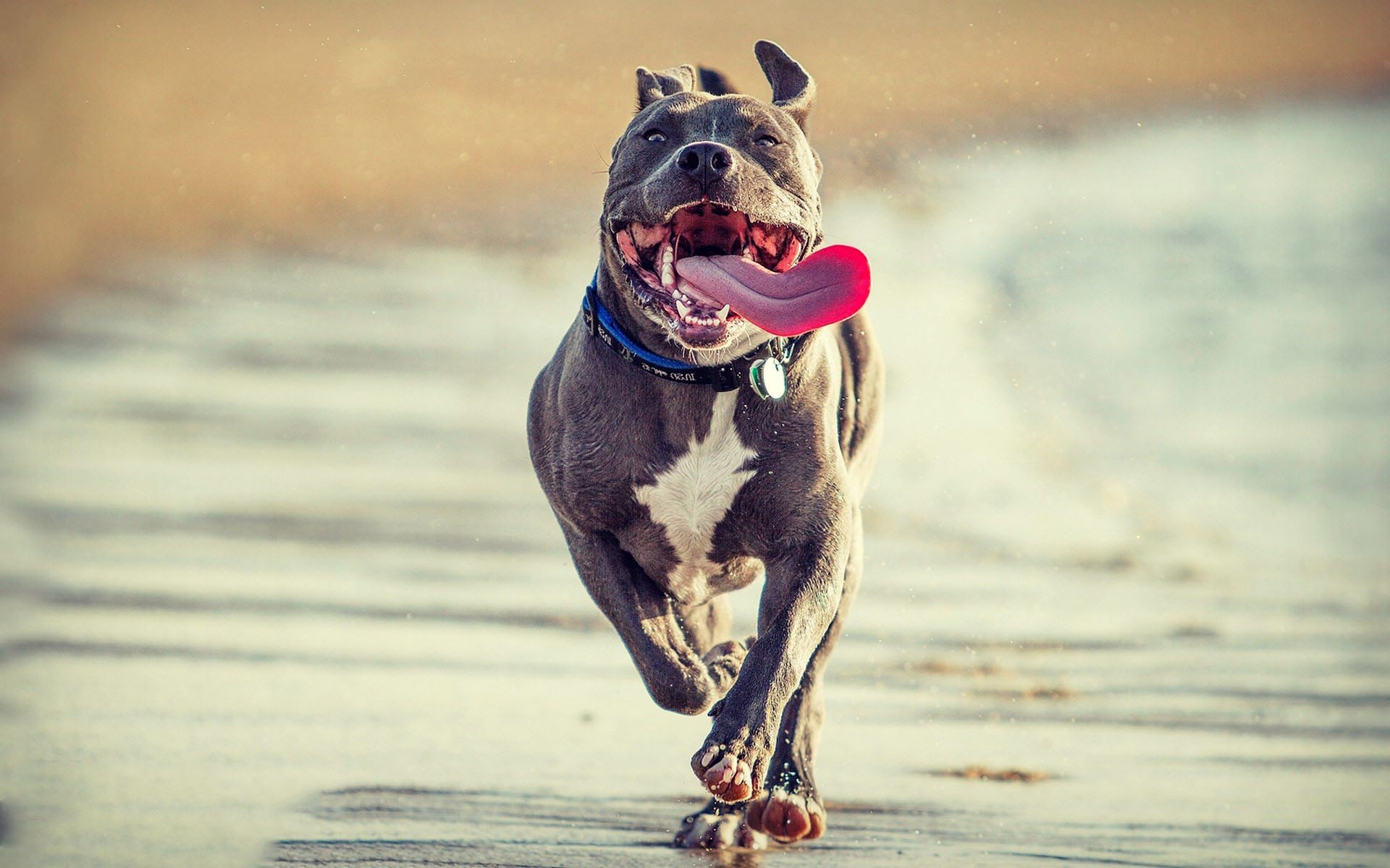 Pitbull, Cane, Corsa, Lingua, Full HD, wallpaper per portatile