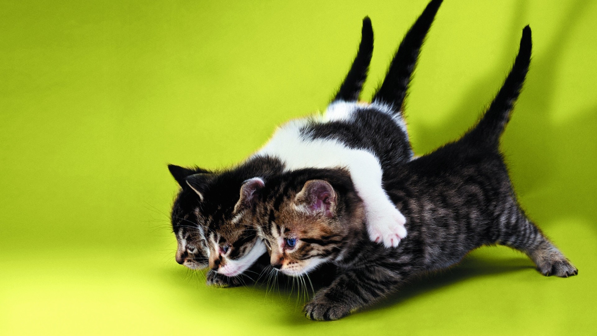 Gattini, Gioco, Sfondo verde, Full HD, wallpaper per portatile