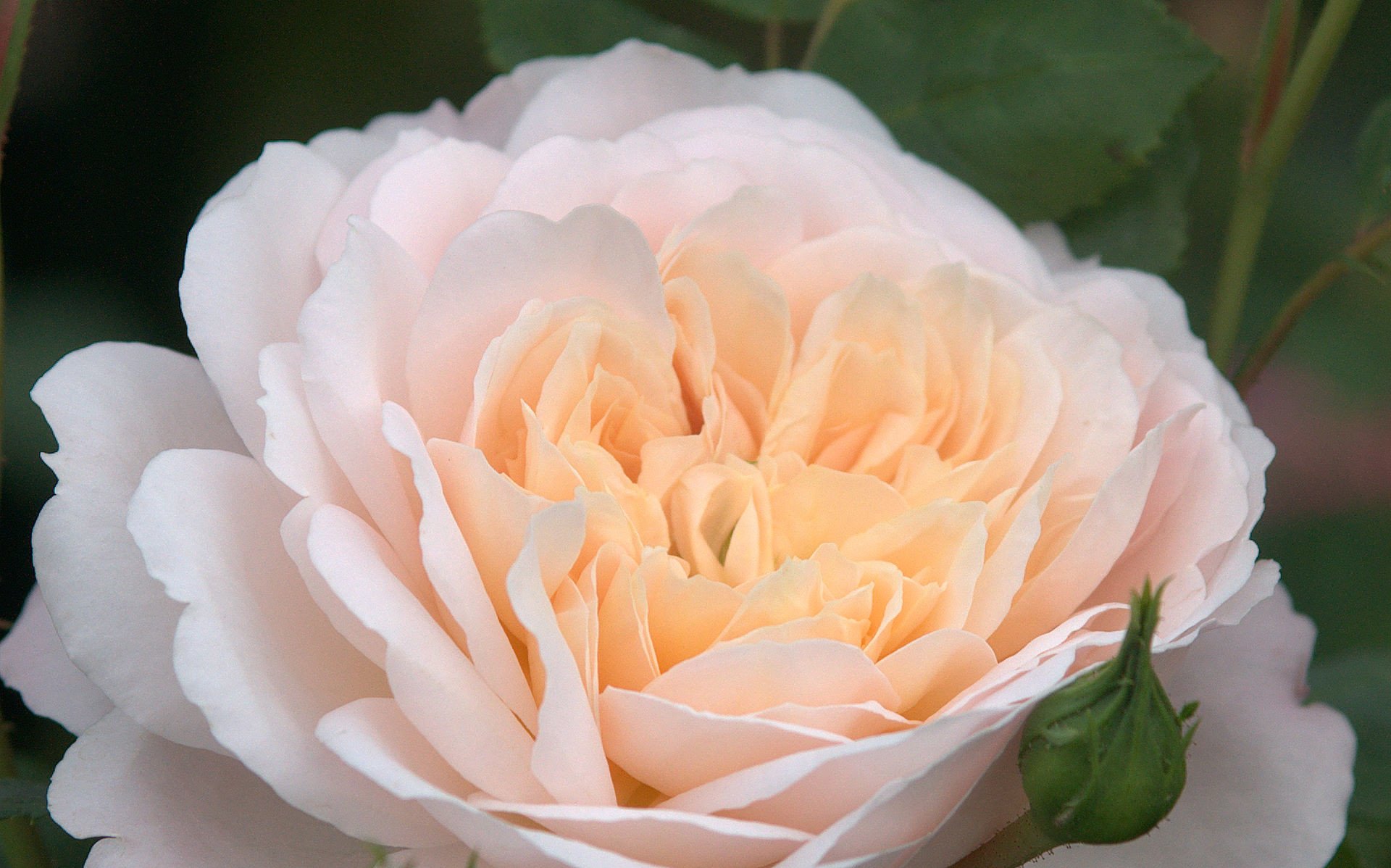 Rosa, Fiore, Pesca, Primo piano, Full HD, sfondo per PC e portatile