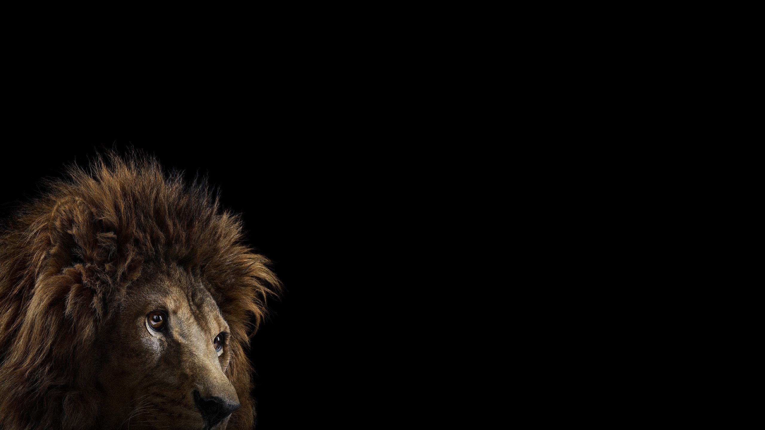 Leone, Sfondo nero, Ombra, Minimalismo, 16:9 2K, wallpaper widescreen