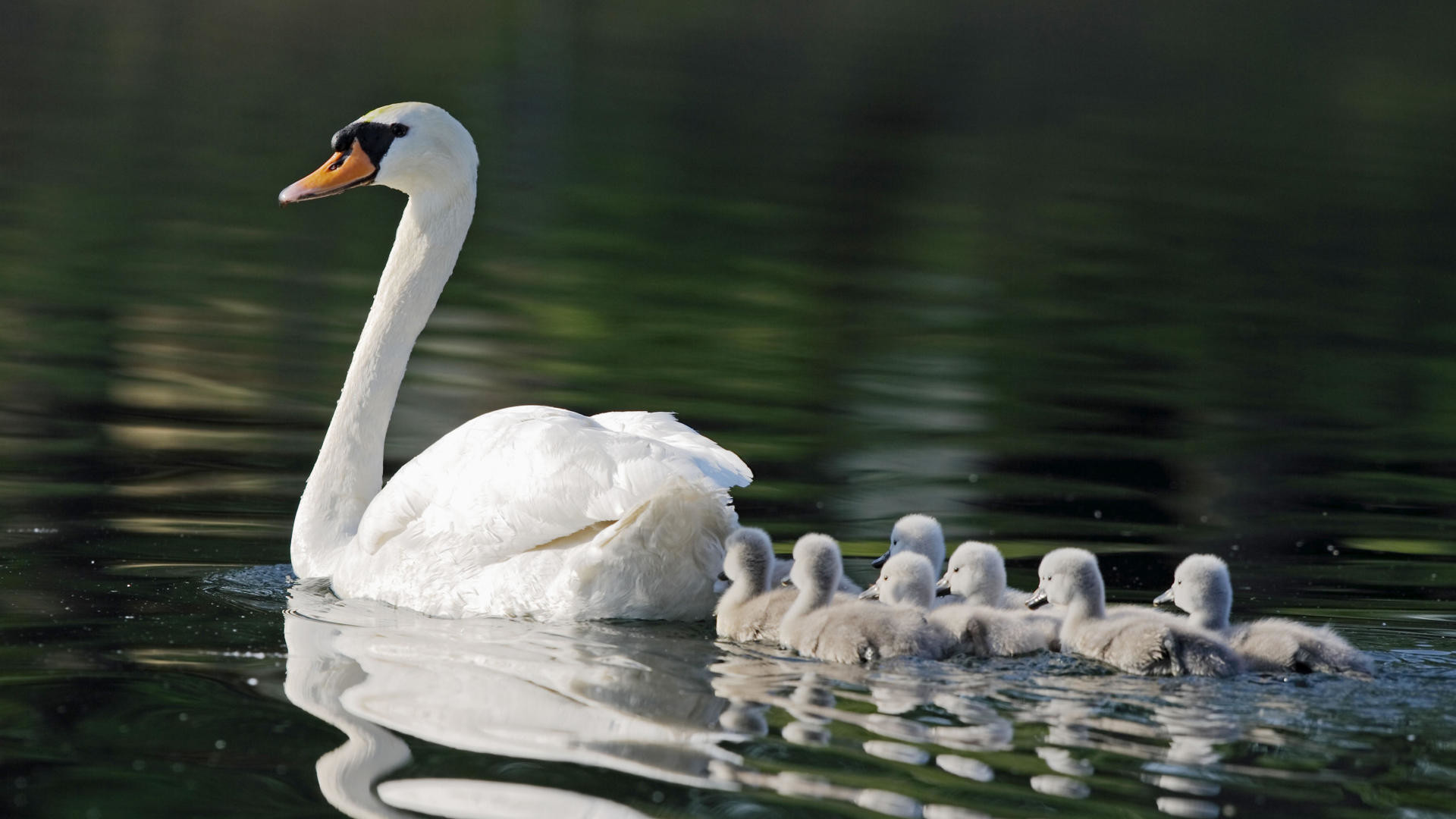 Cigno reale, Cignetti, Lago, Famiglia, 1920x1080, immagine di sfondo