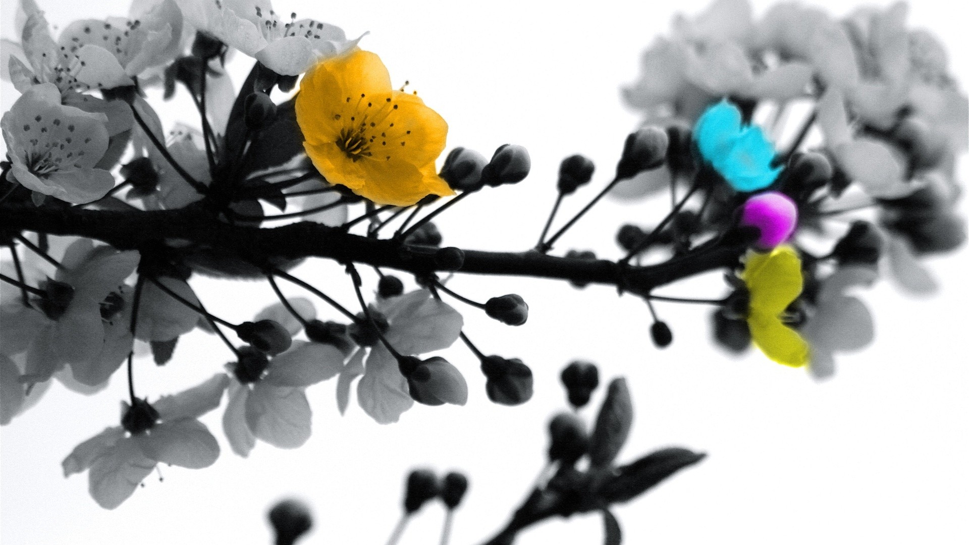 Ramo fiorito, Bianco e nero, Colore selettivo, Fiori, 16:9 Full HD, sfondo widescreen