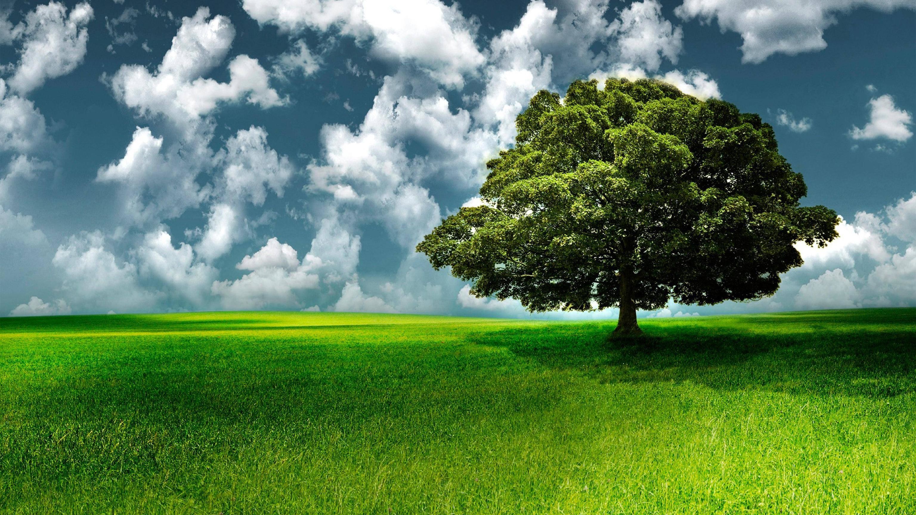 Related Pictures Wallpaper Asus Asus Wallpapers Asus Eee Pad ., 2K, sfondo desktop