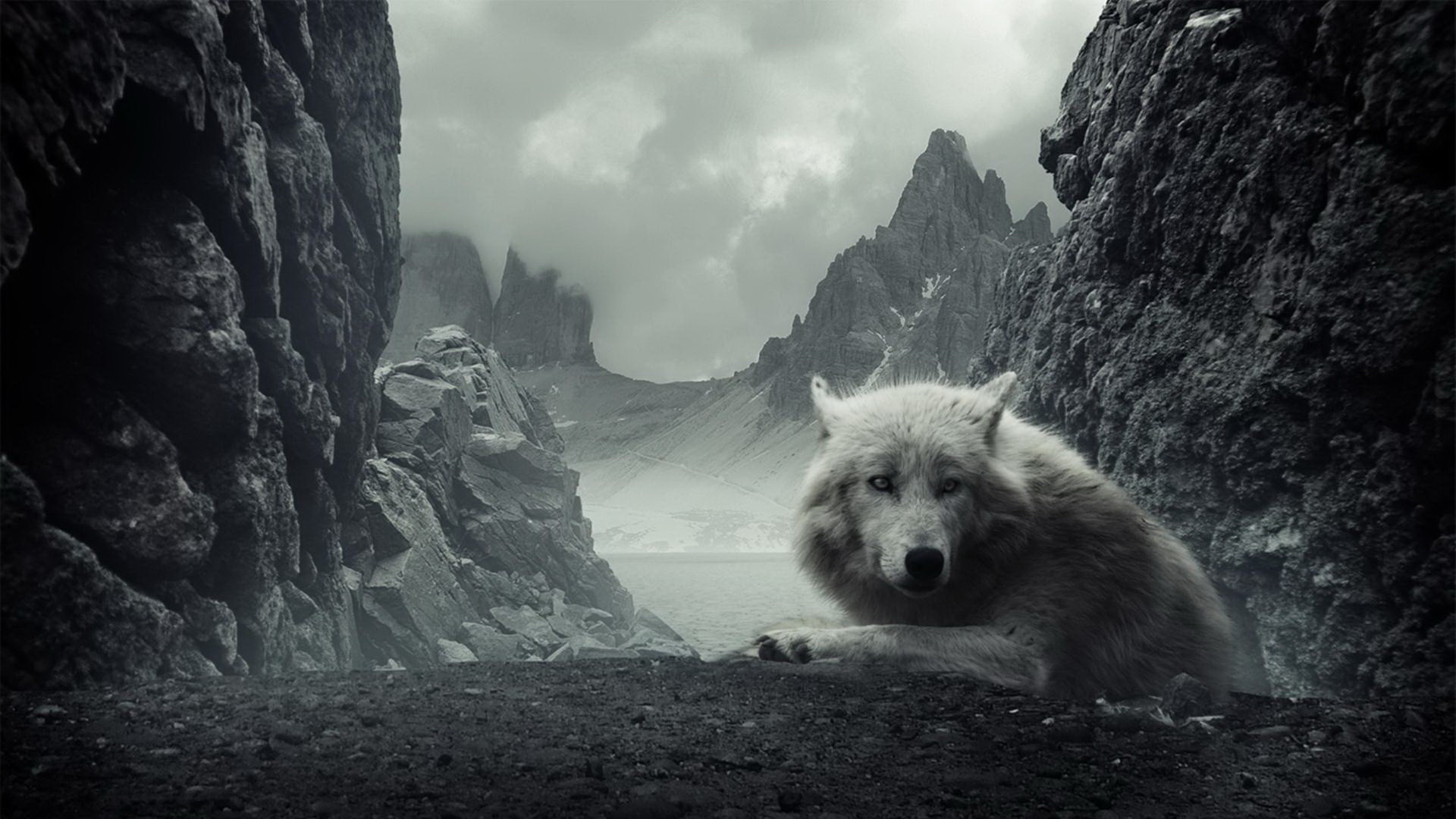 Lupo bianco, Montagne, Rocce, Bianco e nero, Full HD, sfondo desktop