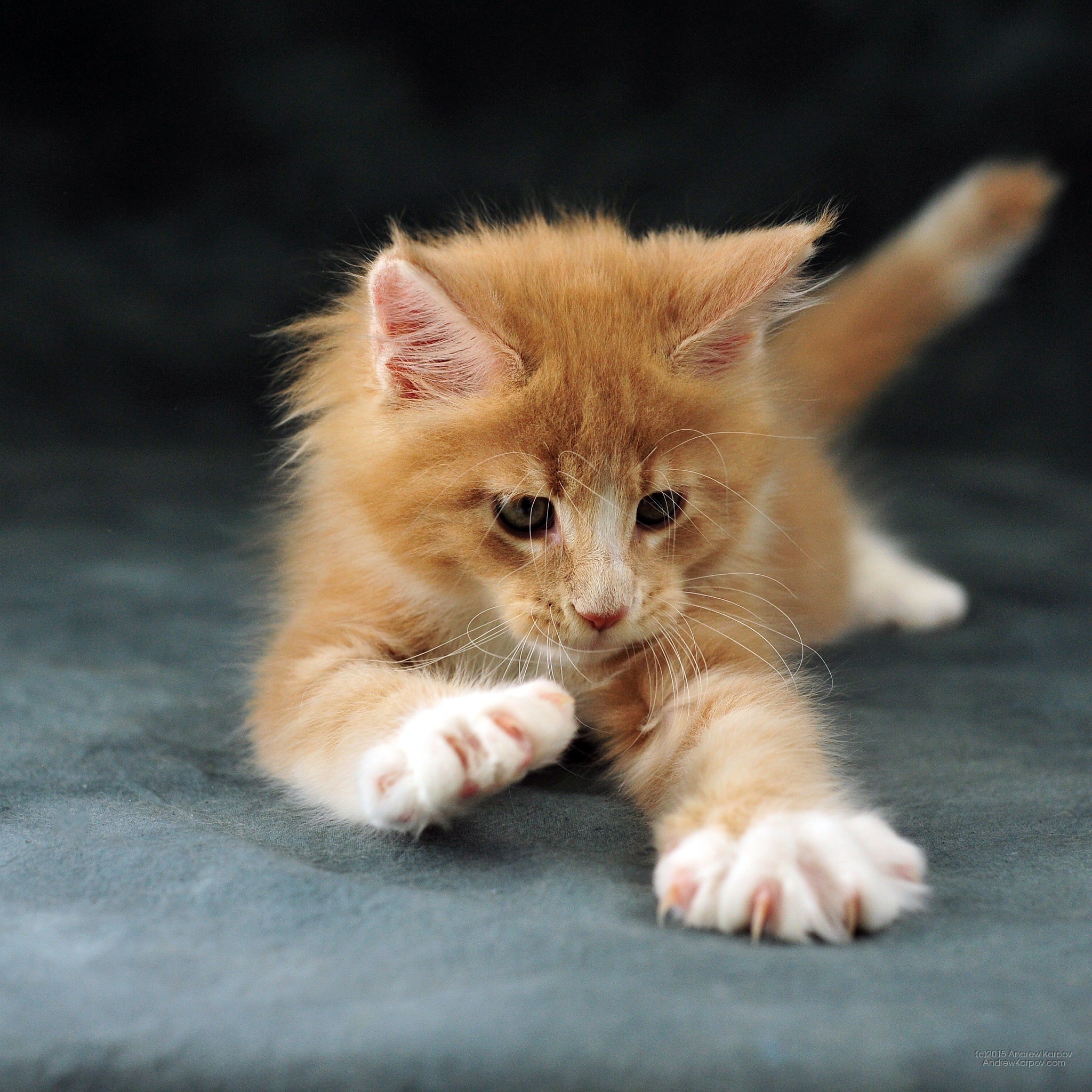 Gattino rosso, Maine Coon, Gioco, Full HD, sfondo per iPad e tablet