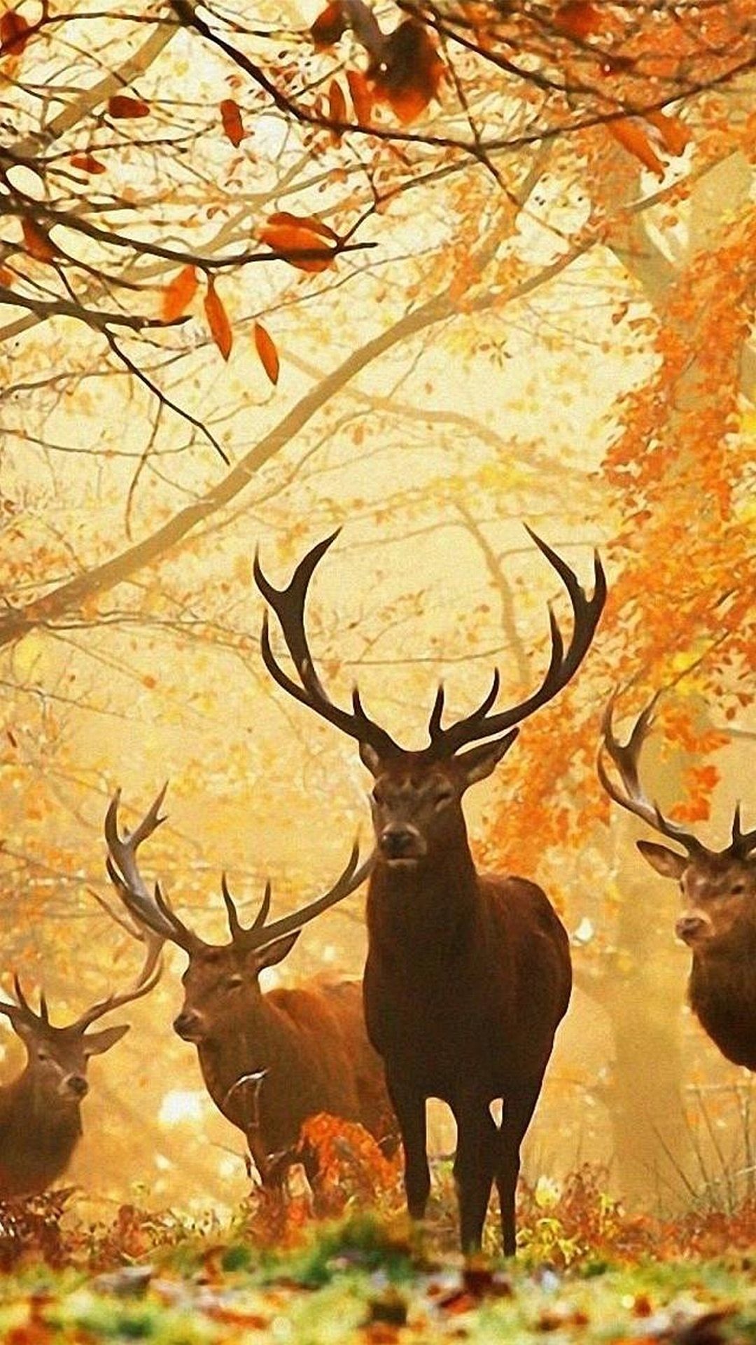 Cervi, Foresta autunnale, Illustrazione, Full HD, sfondo per iPhone e Android