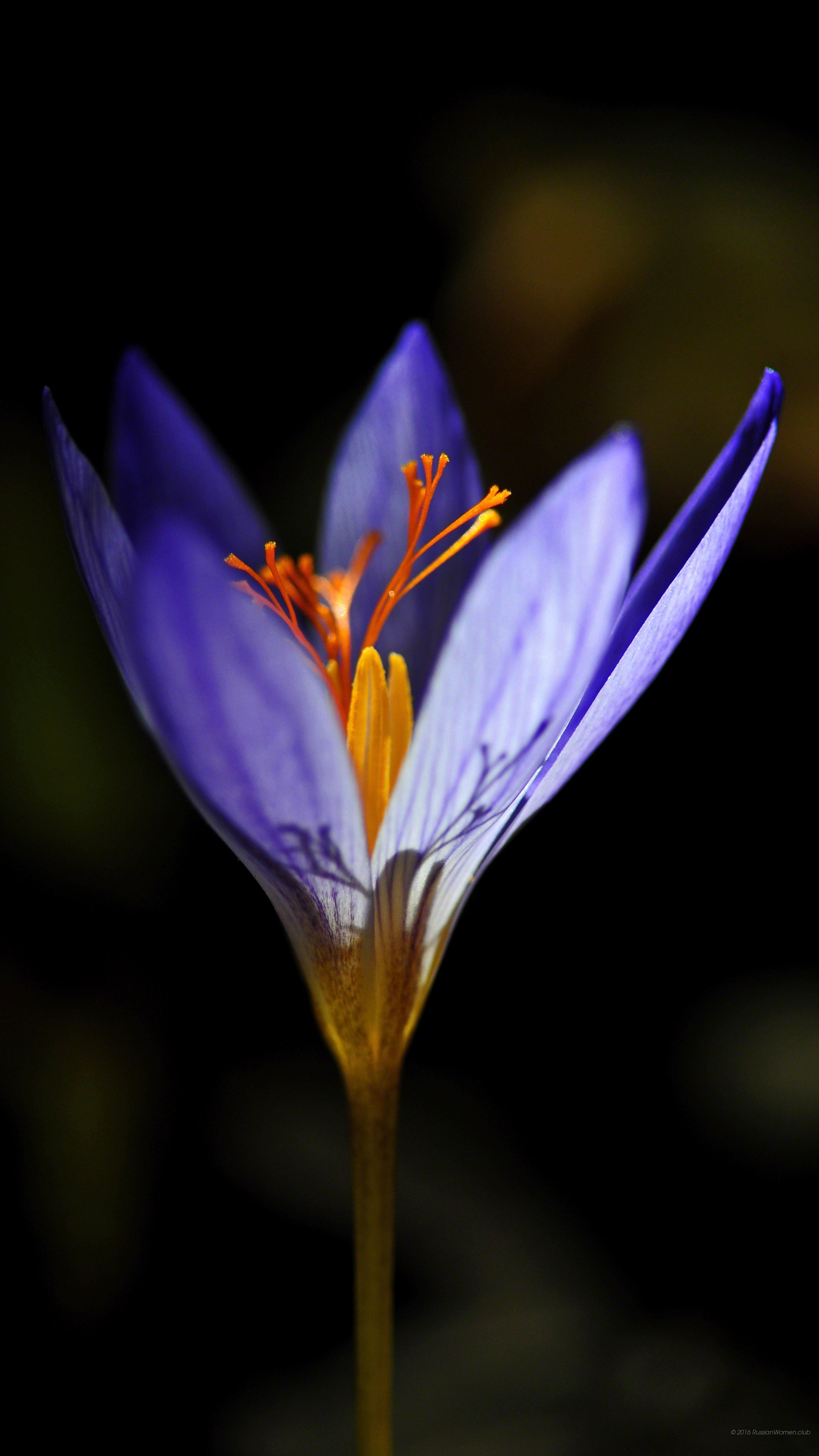 Croco, Fiore viola, Sfondo nero, QHD+, wallpaper per cellulare