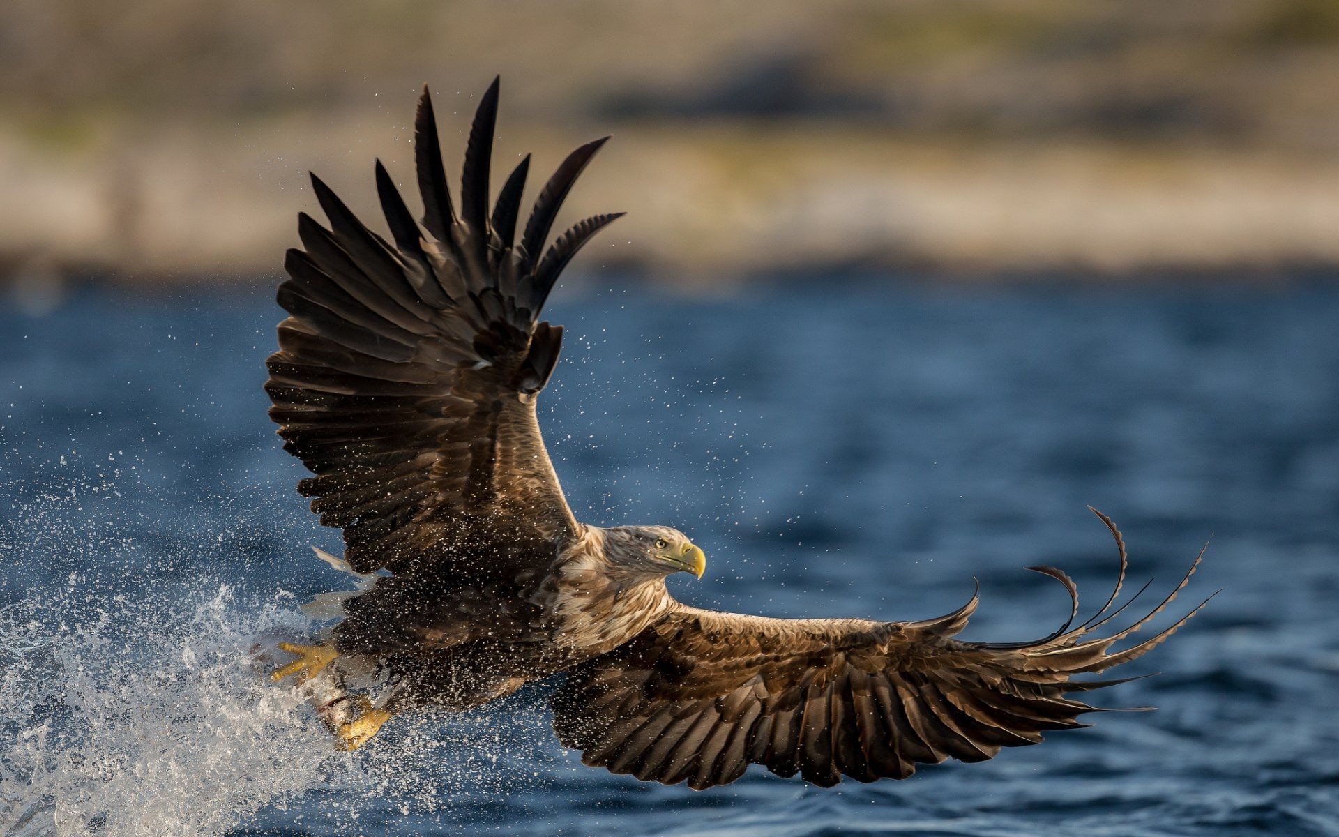 Aquila di mare, Caccia, Acqua, 1920x1200, sfondo per PC