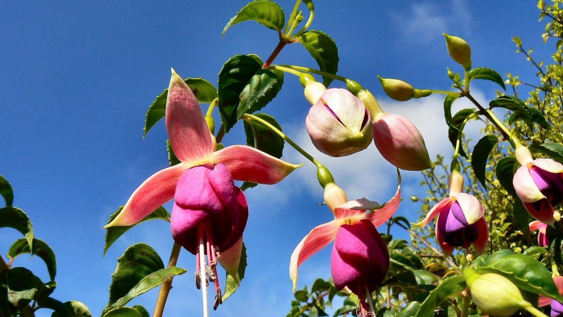 Fucsia, Fiori, Cielo azzurro, 1920x1080, immagine di sfondo