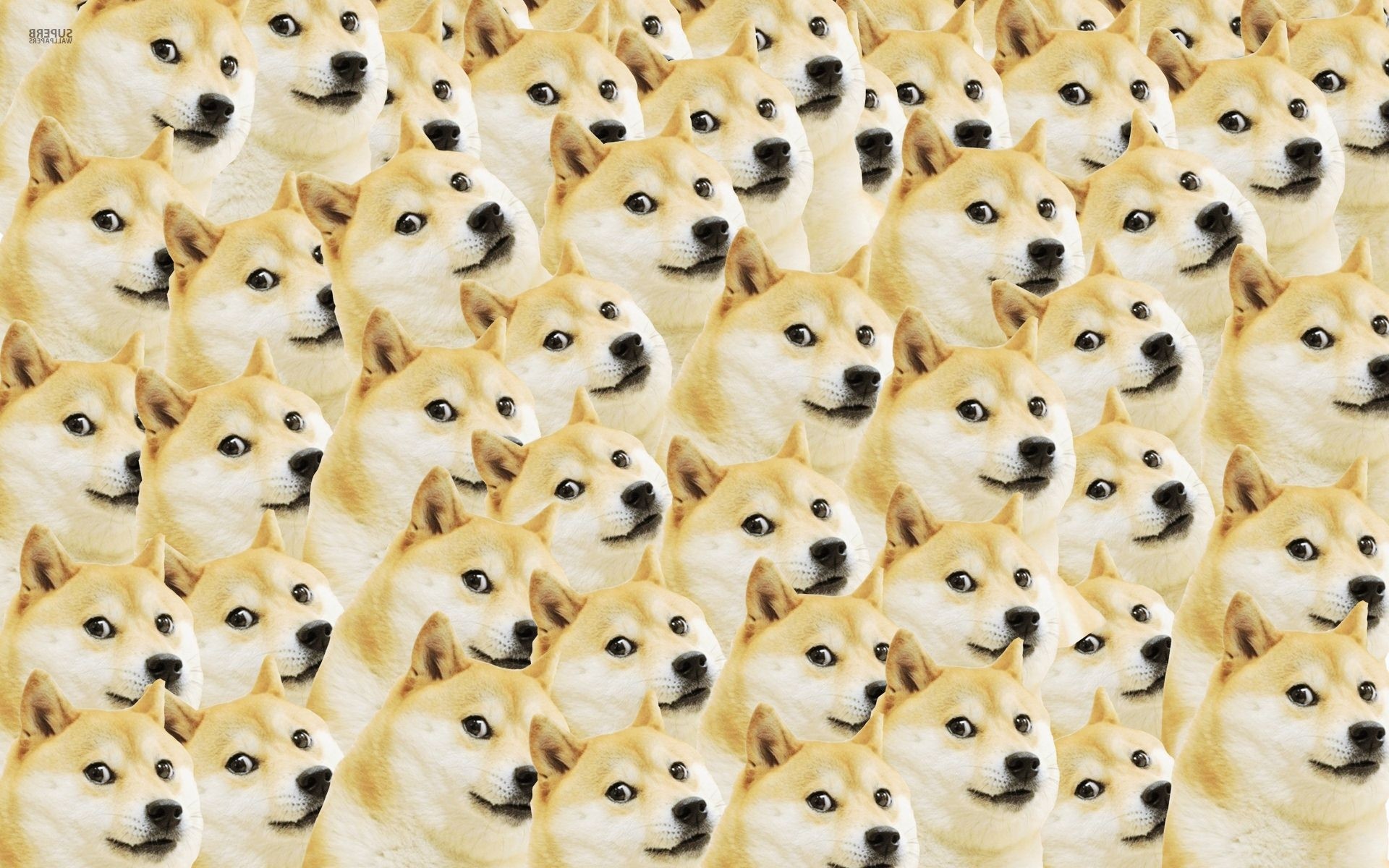 Doge, Collage, Pattern, 16:10 Full HD, sfondo widescreen