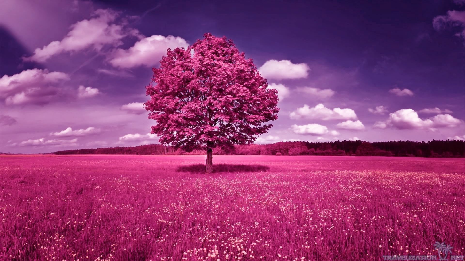Albero rosa, Campo, Fucsia, Fantasia, Full HD, wallpaper per computer