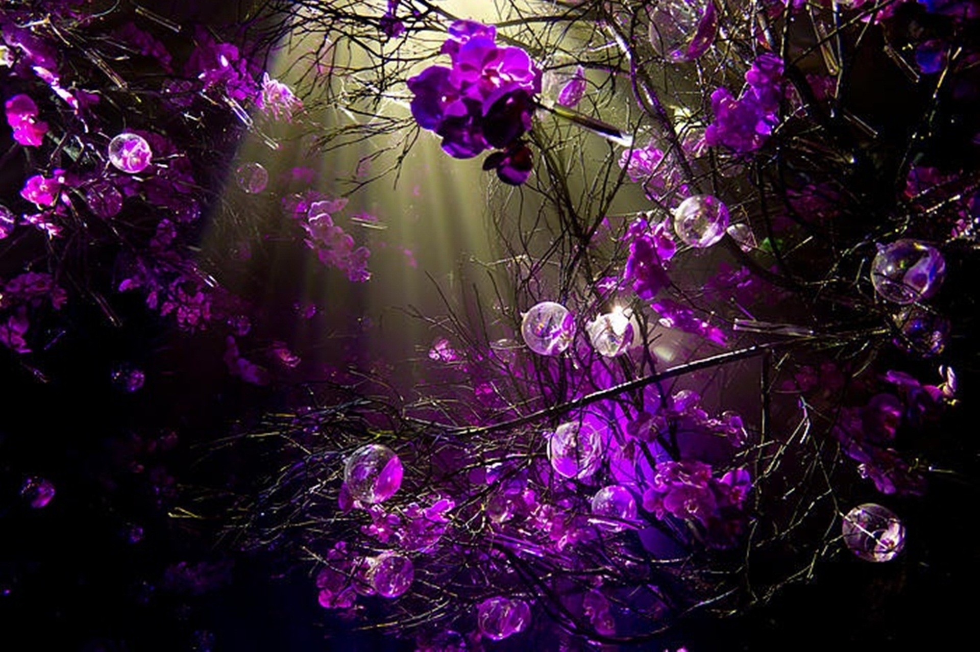 Orchidee, Bosco, Raggi di luce, Viola, Full HD, sfondo per PC e portatile