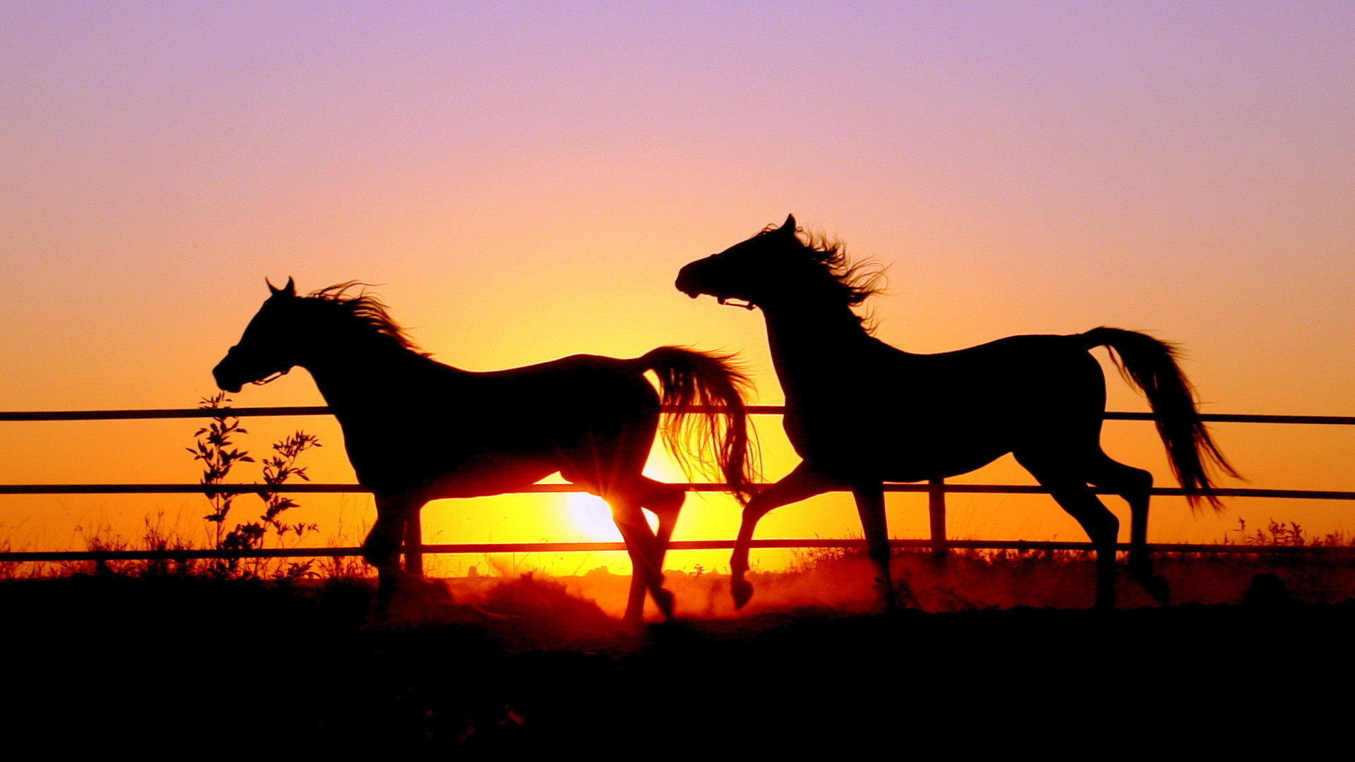 Cavalli, Silhouette, Tramonto, Recinto, 16:9 Full HD, sfondo widescreen