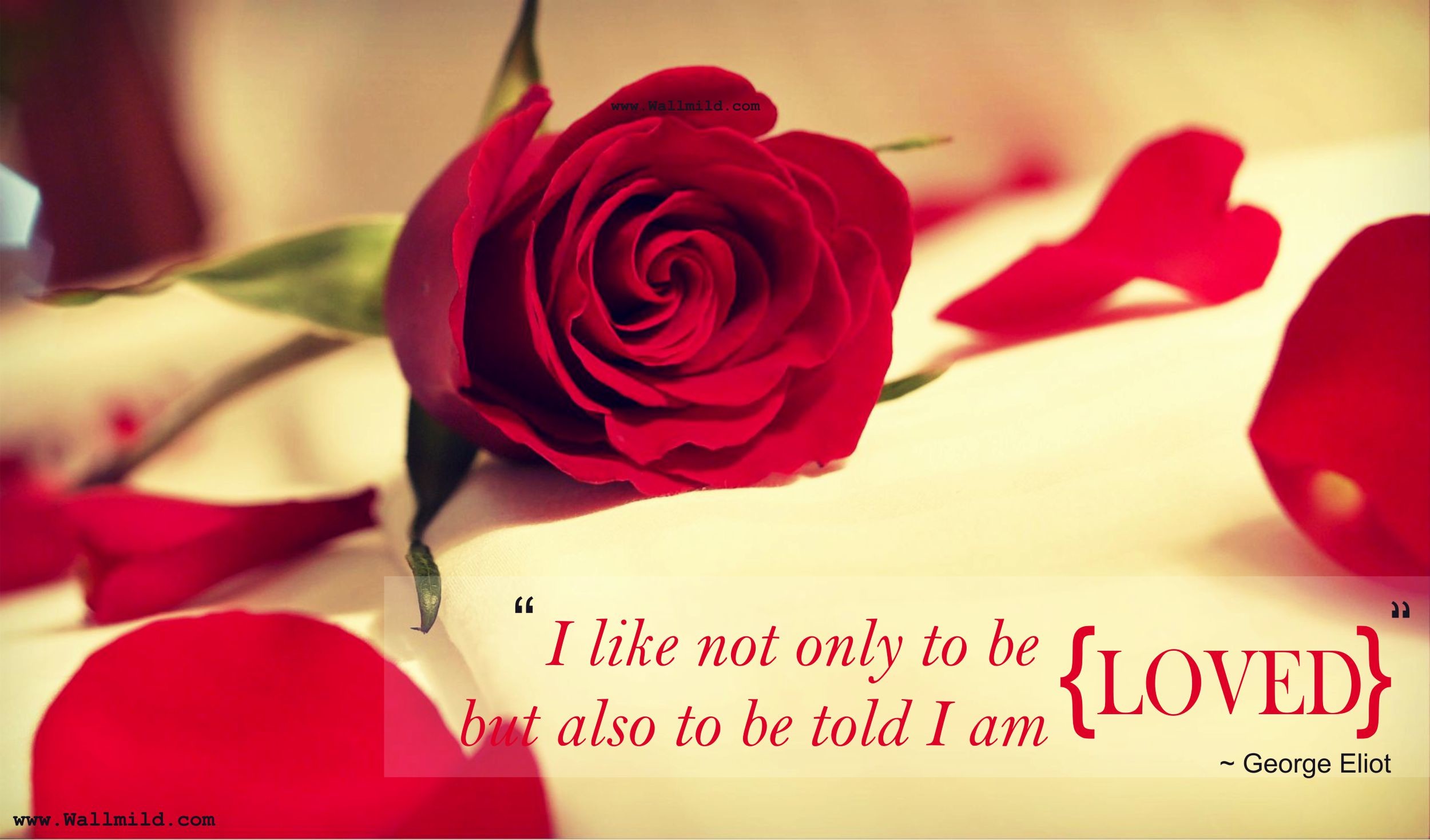 Rosa rossa, Petali, George Eliot, Citazione, Full HD, sfondo per PC