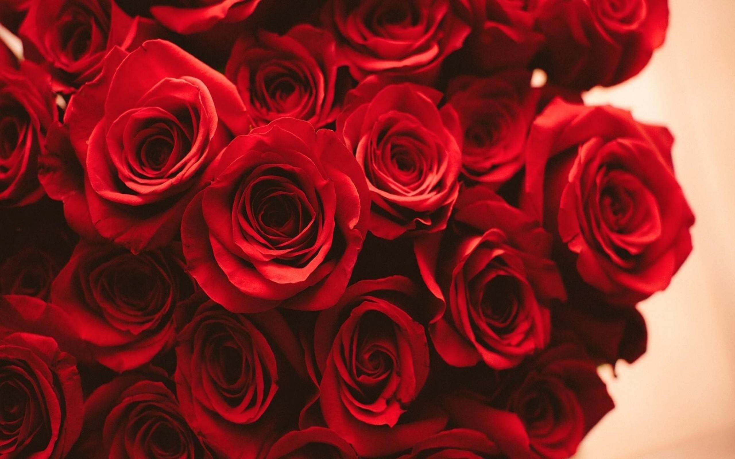 Rose rosse, Mazzo di rose, Romantico, Fiori, 2560x1600, immagine di sfondo