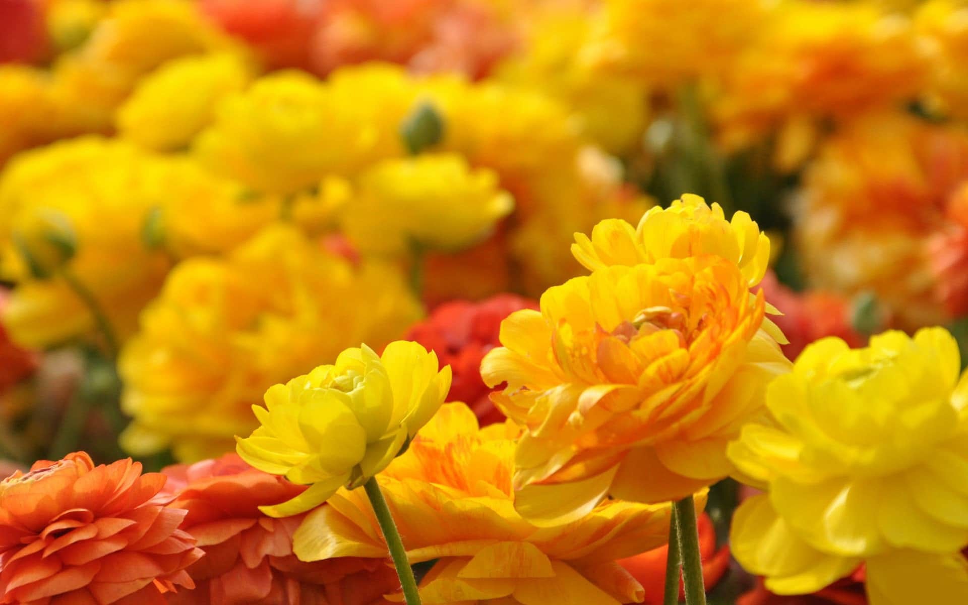 Ranuncoli, Fiori gialli, Arancione, Primo piano, Full HD, sfondo per PC e portatile