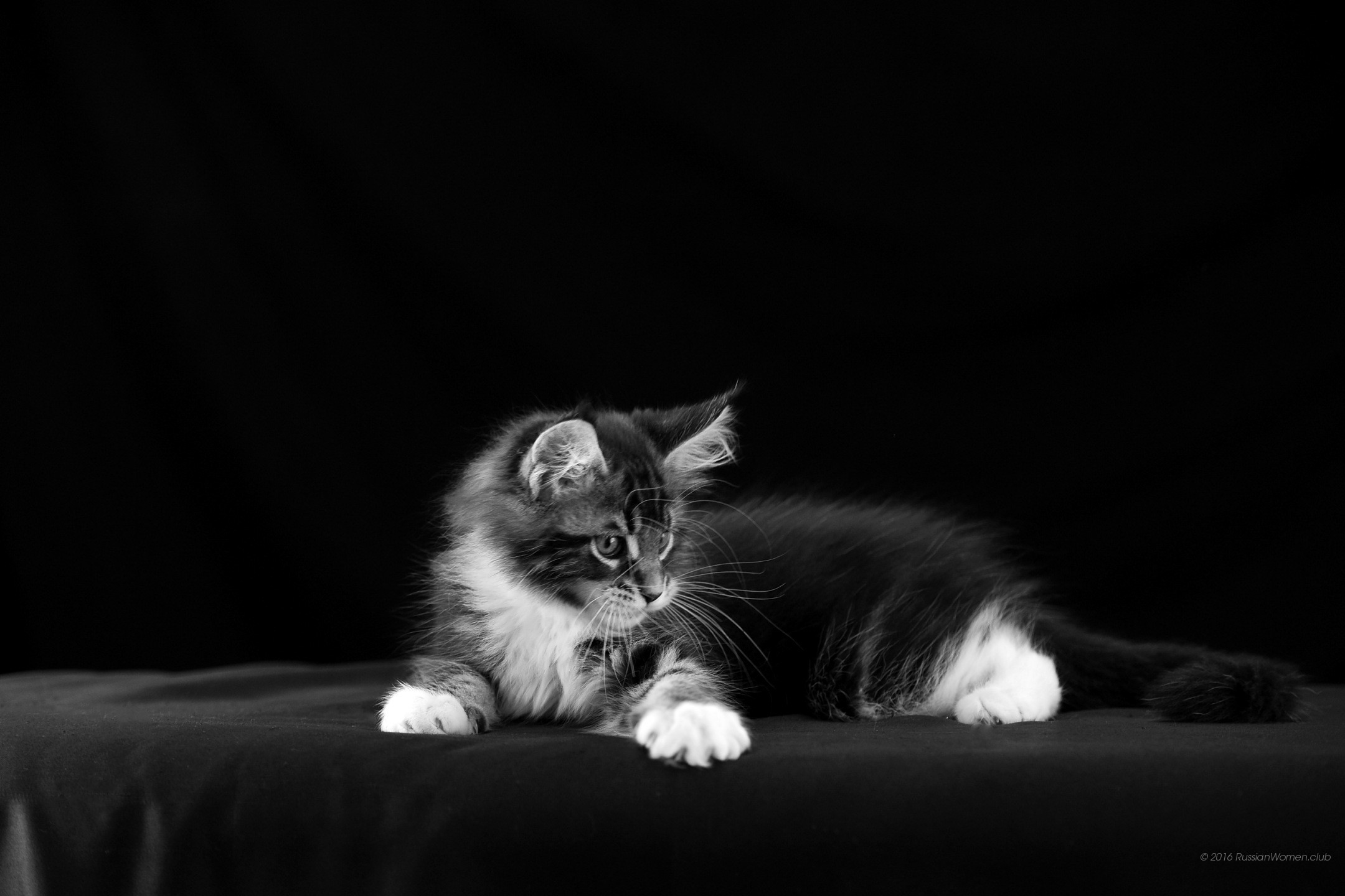 Gattino, Bianco e nero, Sfondo nero, Full HD, wallpaper desktop
