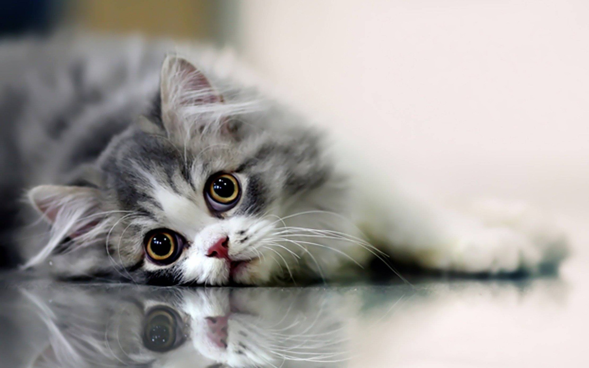 Gattino, Gatto tigrato, Riflesso, Occhi grandi, Full HD, sfondo per PC