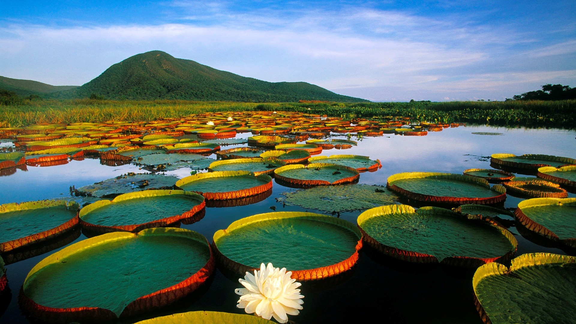 Victoria amazonica, Ninfee giganti, Pantanal, Lago, Full HD, sfondo per PC