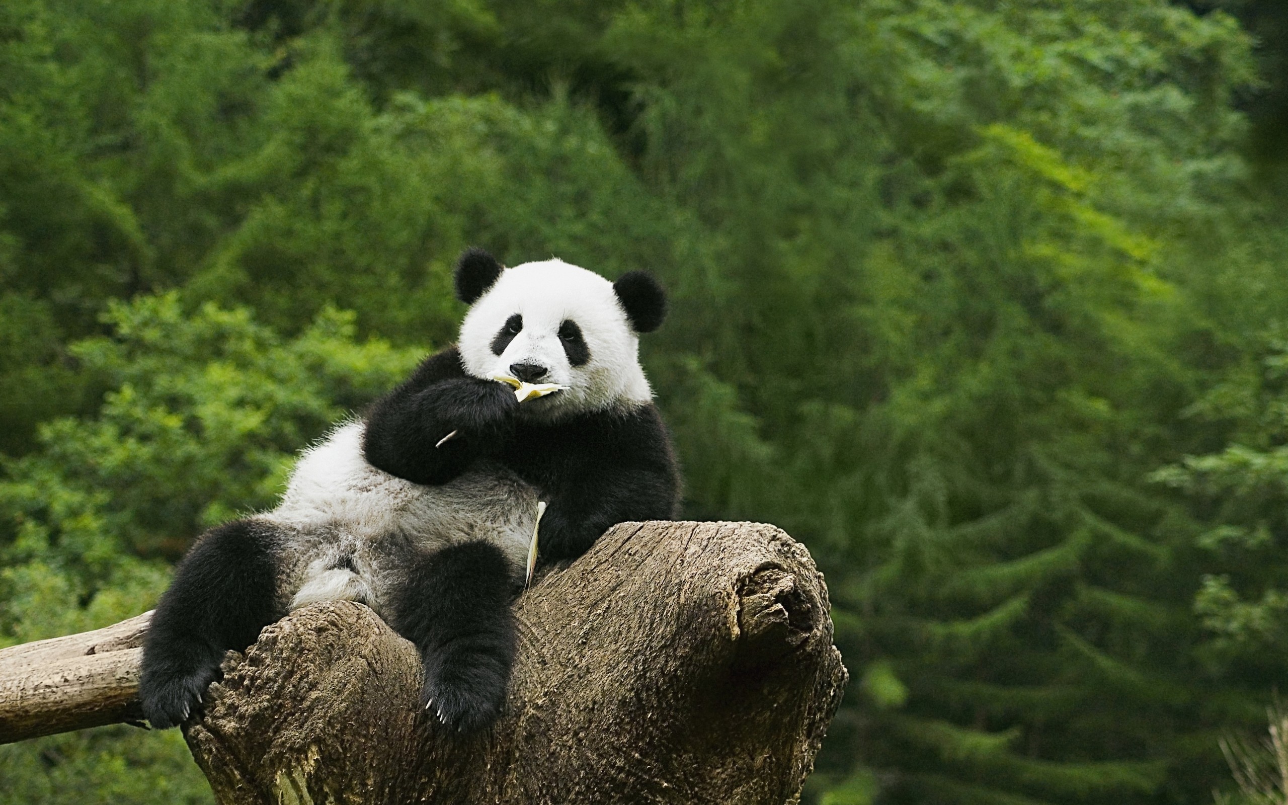 Panda gigante, Ceppo, Foresta, 2K 1600p, sfondo desktop