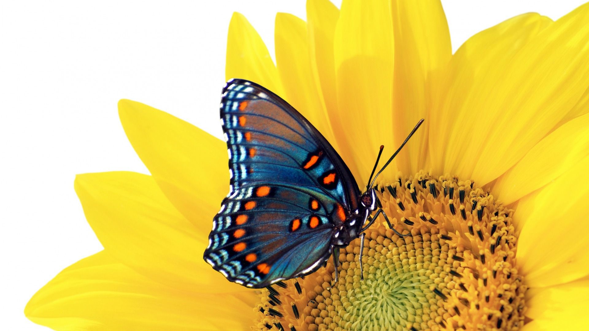 Farfalla, Girasole, Giallo, 16:9 Full HD, sfondo widescreen