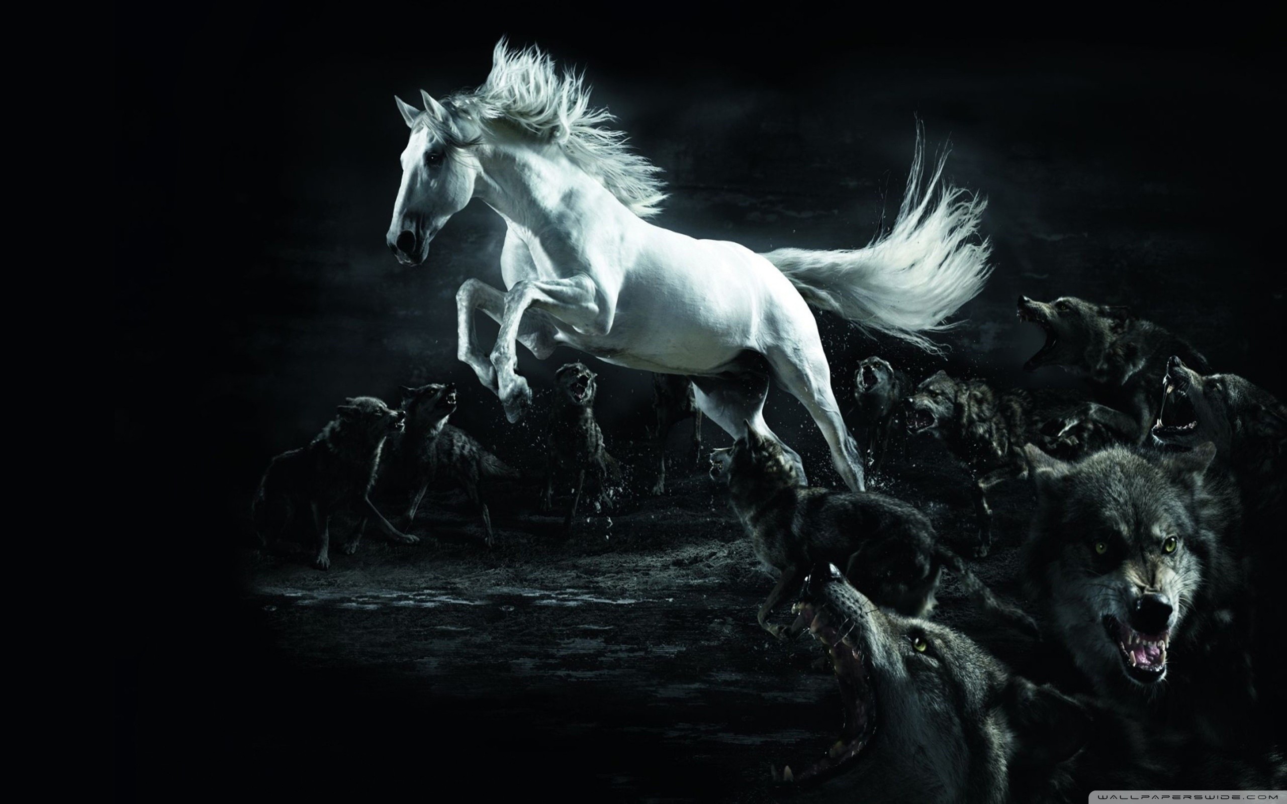 Cavallo bianco, Lupi, Bianco e nero, Notte, 2K, wallpaper desktop
