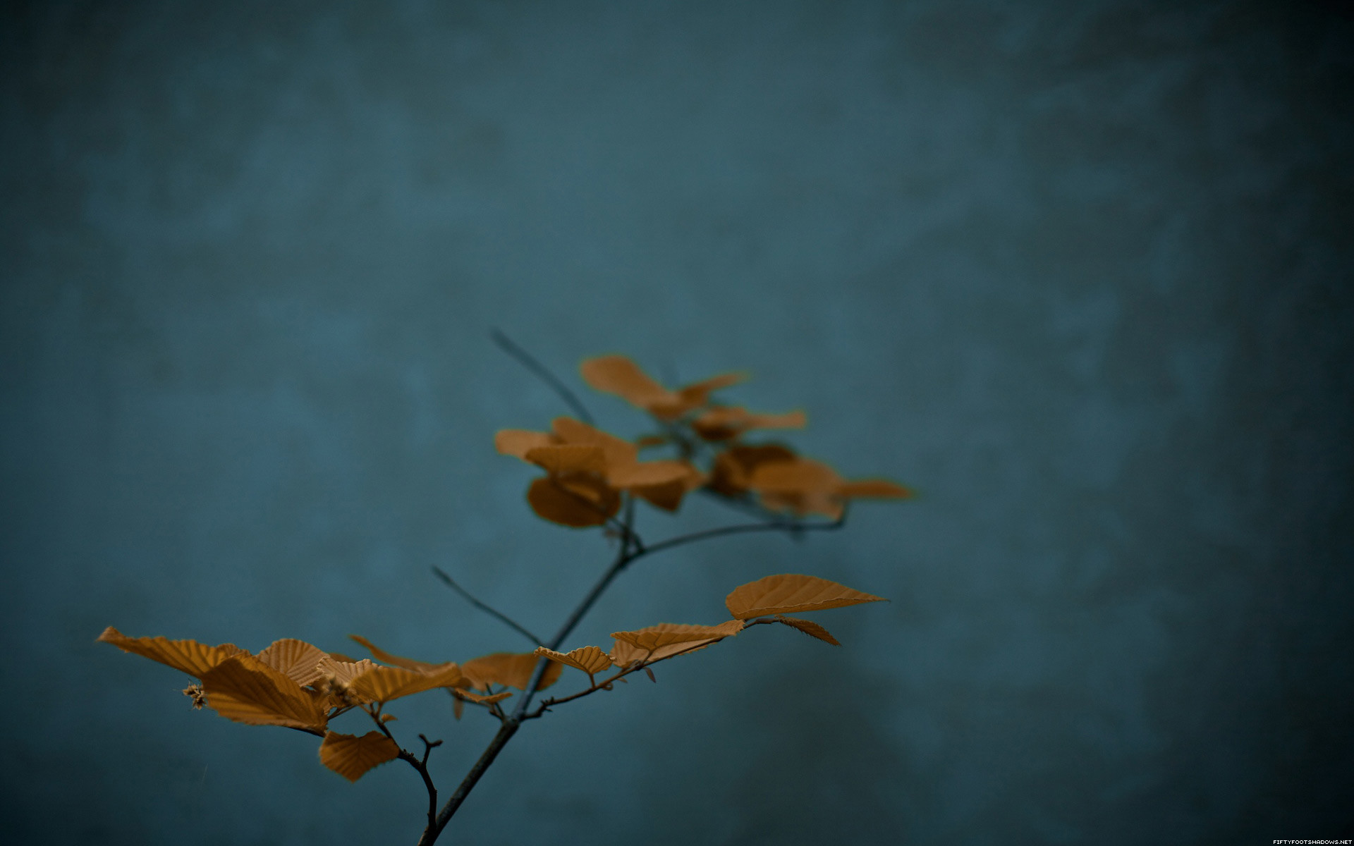 Ramo, Foglie, Minimalista, Sfondo blu, 1920x1200, wallpaper desktop
