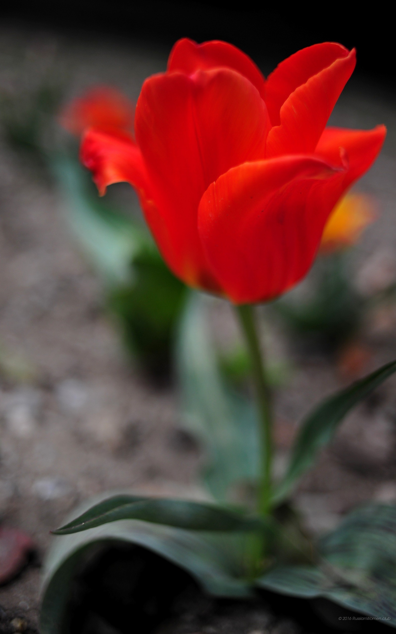 Tulipano rosso, Fiore, Primavera, sfondo per cellulare, iPhone e Android