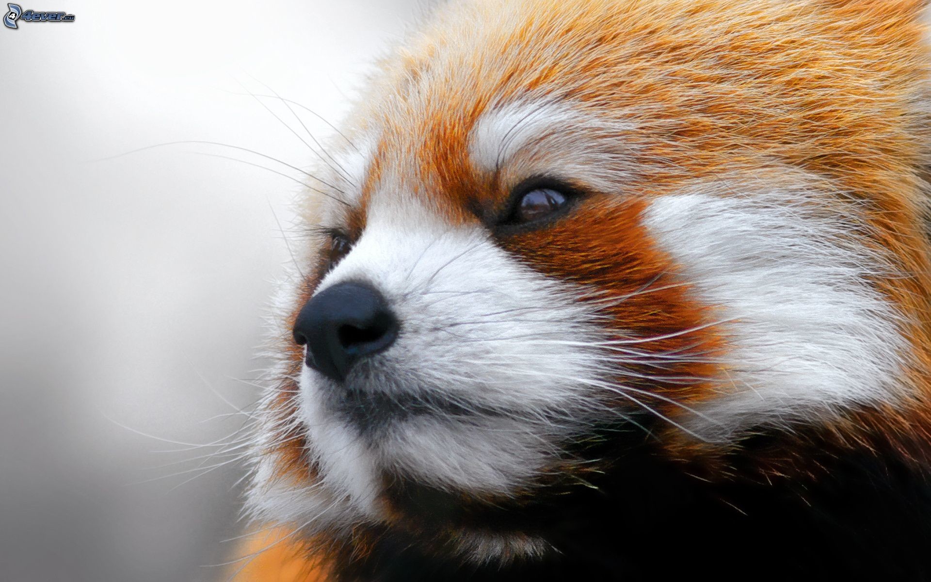 Panda rosso, Primo piano, Ritratto, Full HD, sfondo per portatile