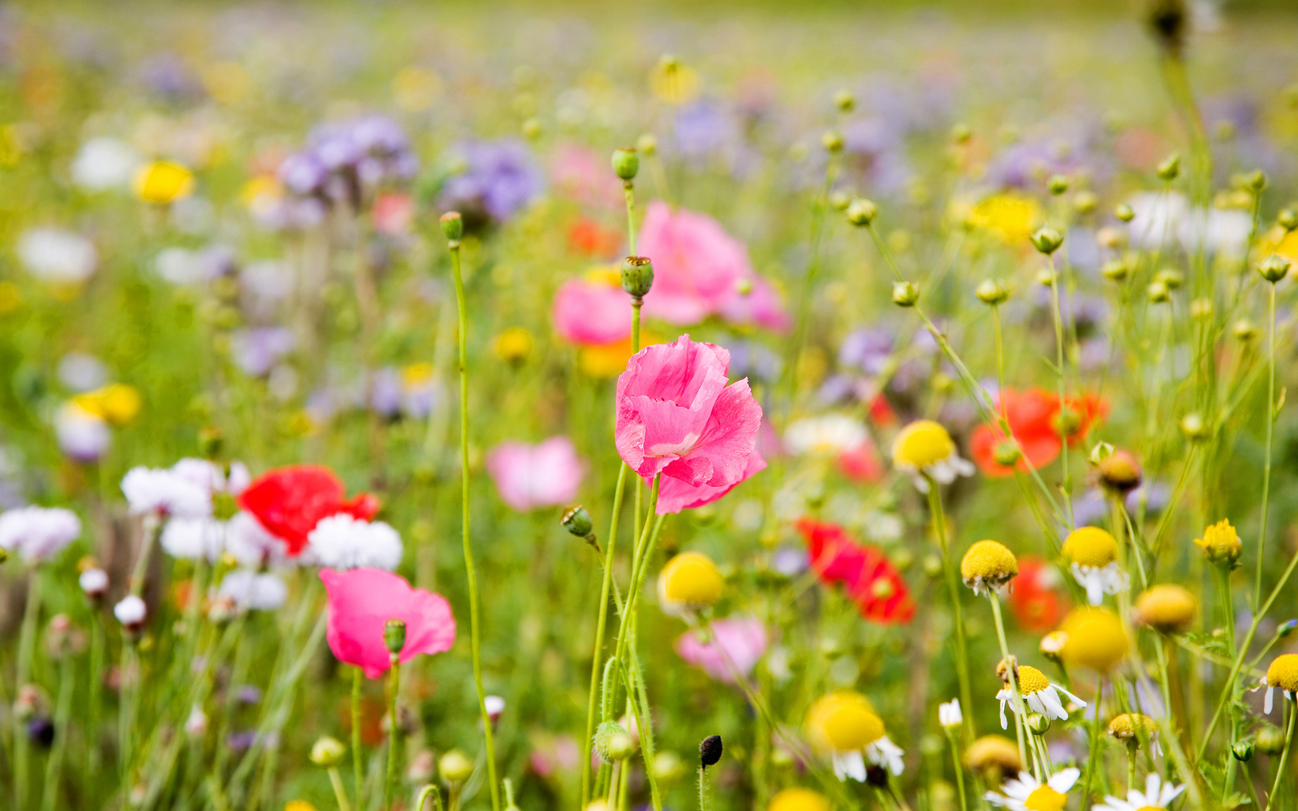 Prato fiorito, Papaveri, Fiori di campo, Primavera, 2560x1600, sfondo MacBook Pro