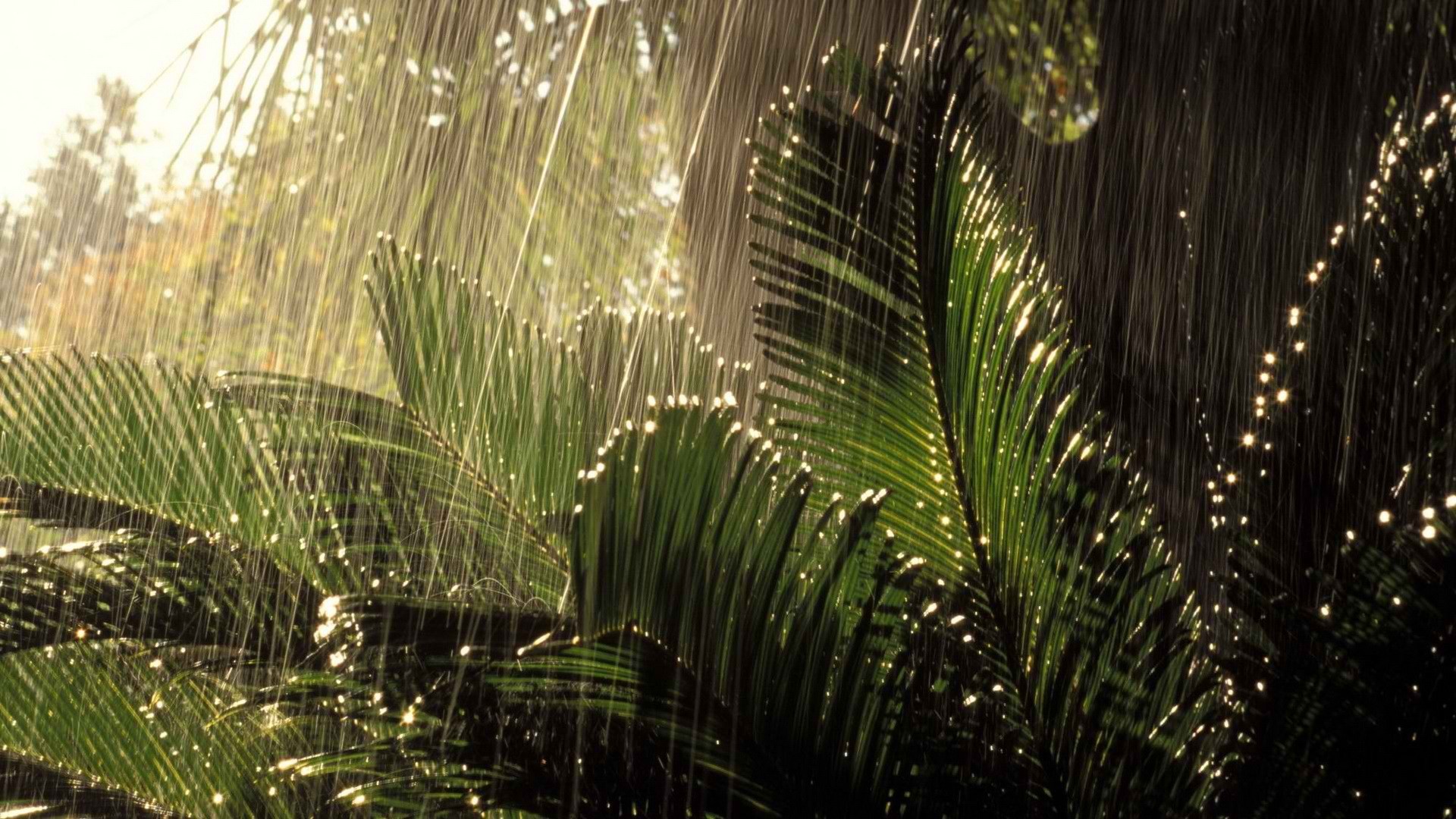 Foglie di palma, Pioggia, Giungla, Gocce, 1920x1080, sfondo per PC