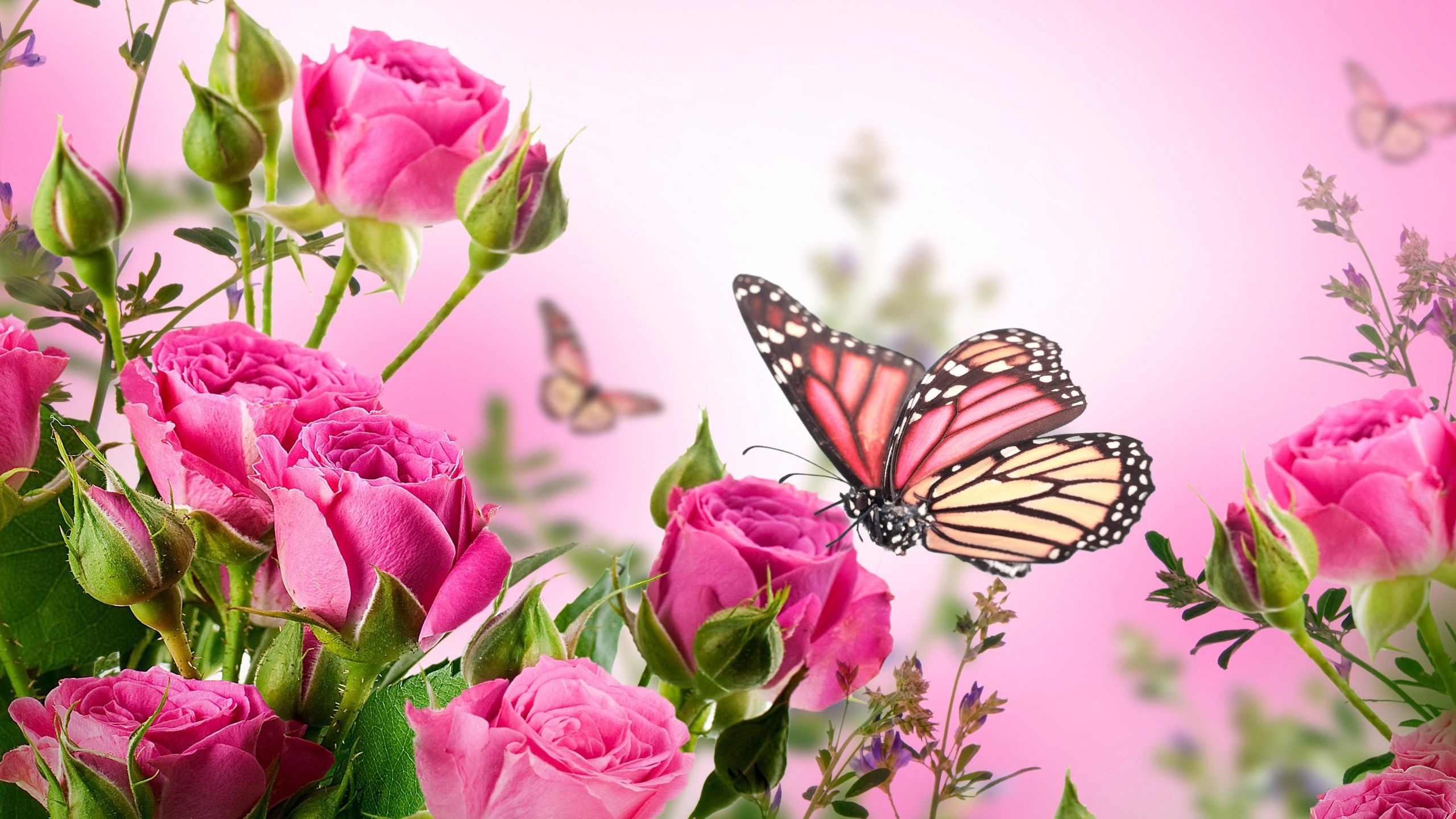 Farfalla, Rose rosa, Primavera, 2K, sfondo per PC e portatile