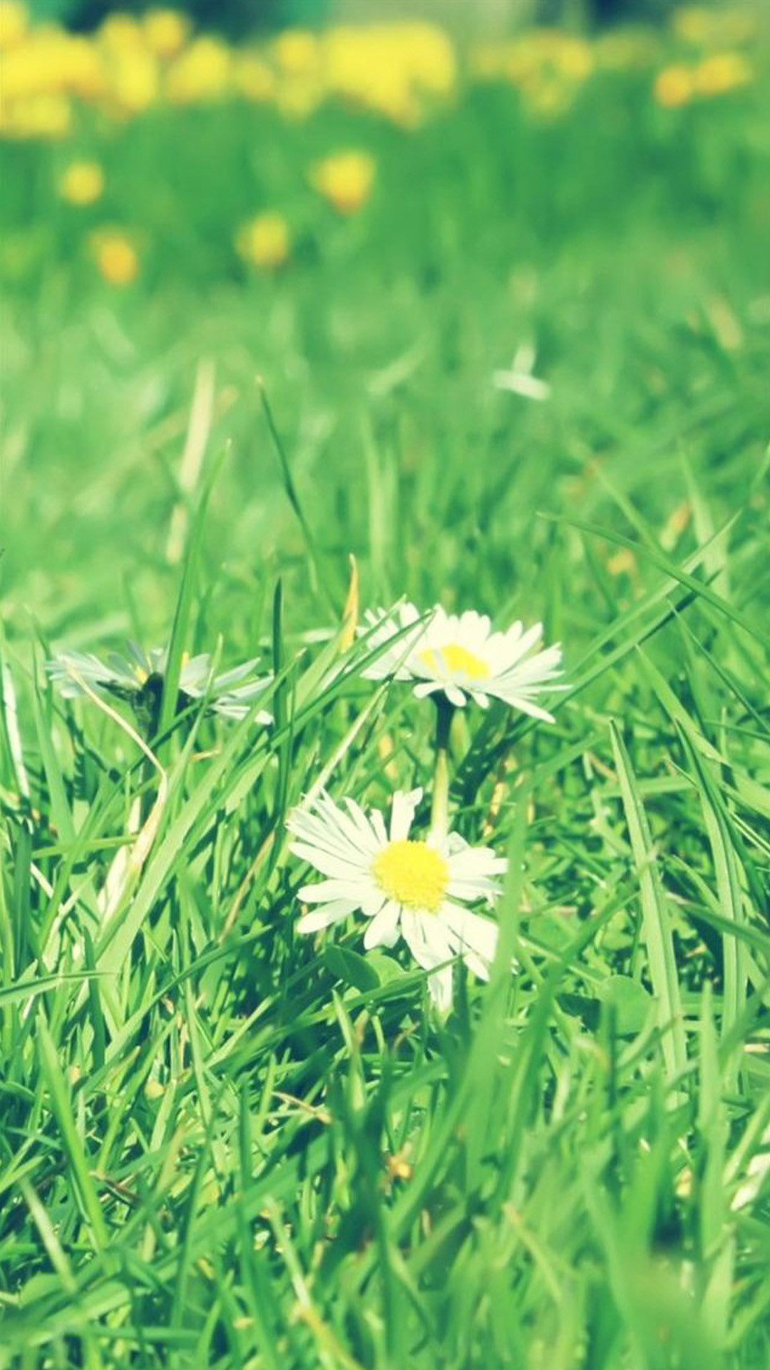 Margherite, Prato, Primavera, Full HD, wallpaper per smartphone